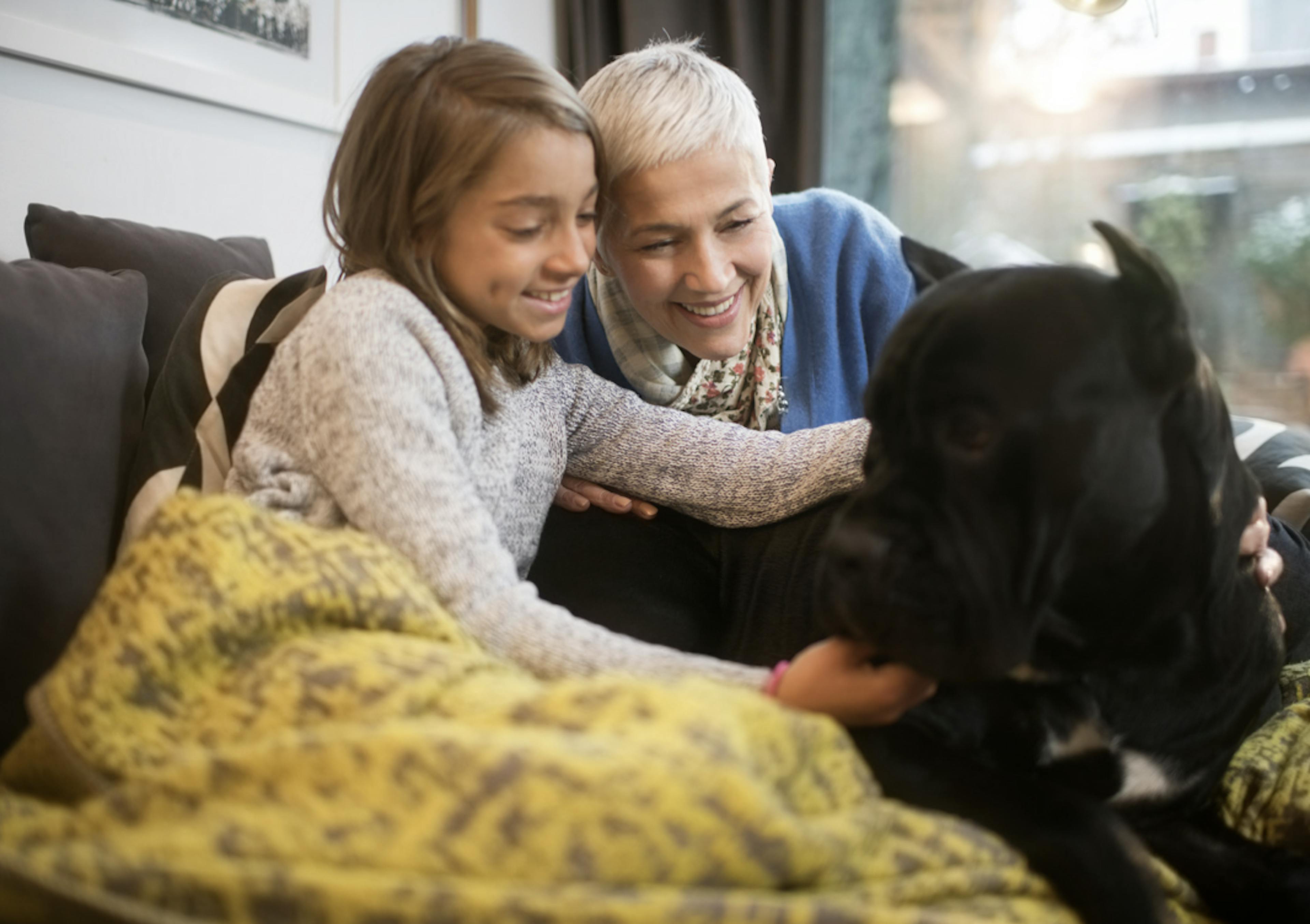 Cane Corso qui est couché avec sa famille