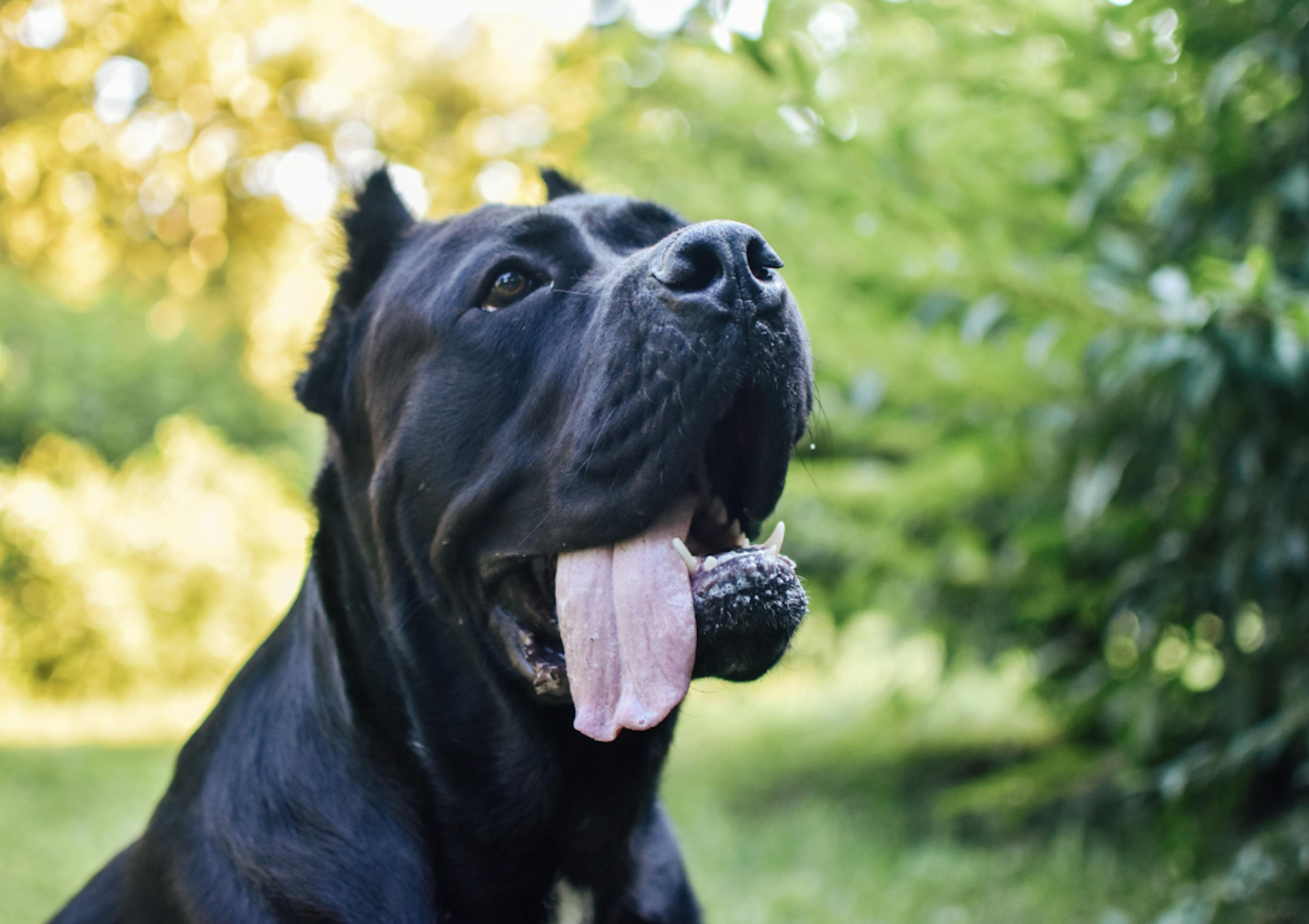 Cane Corso noir qui tire la langue