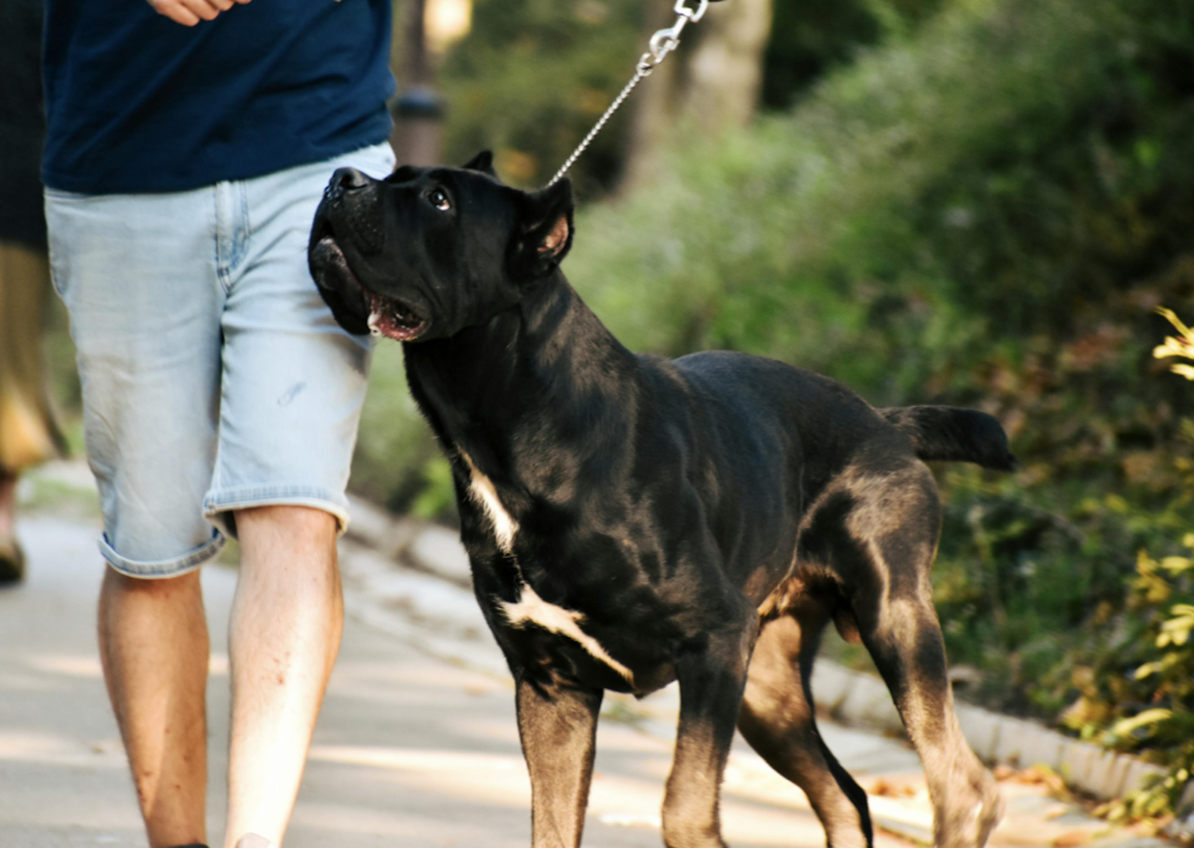 Cane Corso qui se balade en laisse