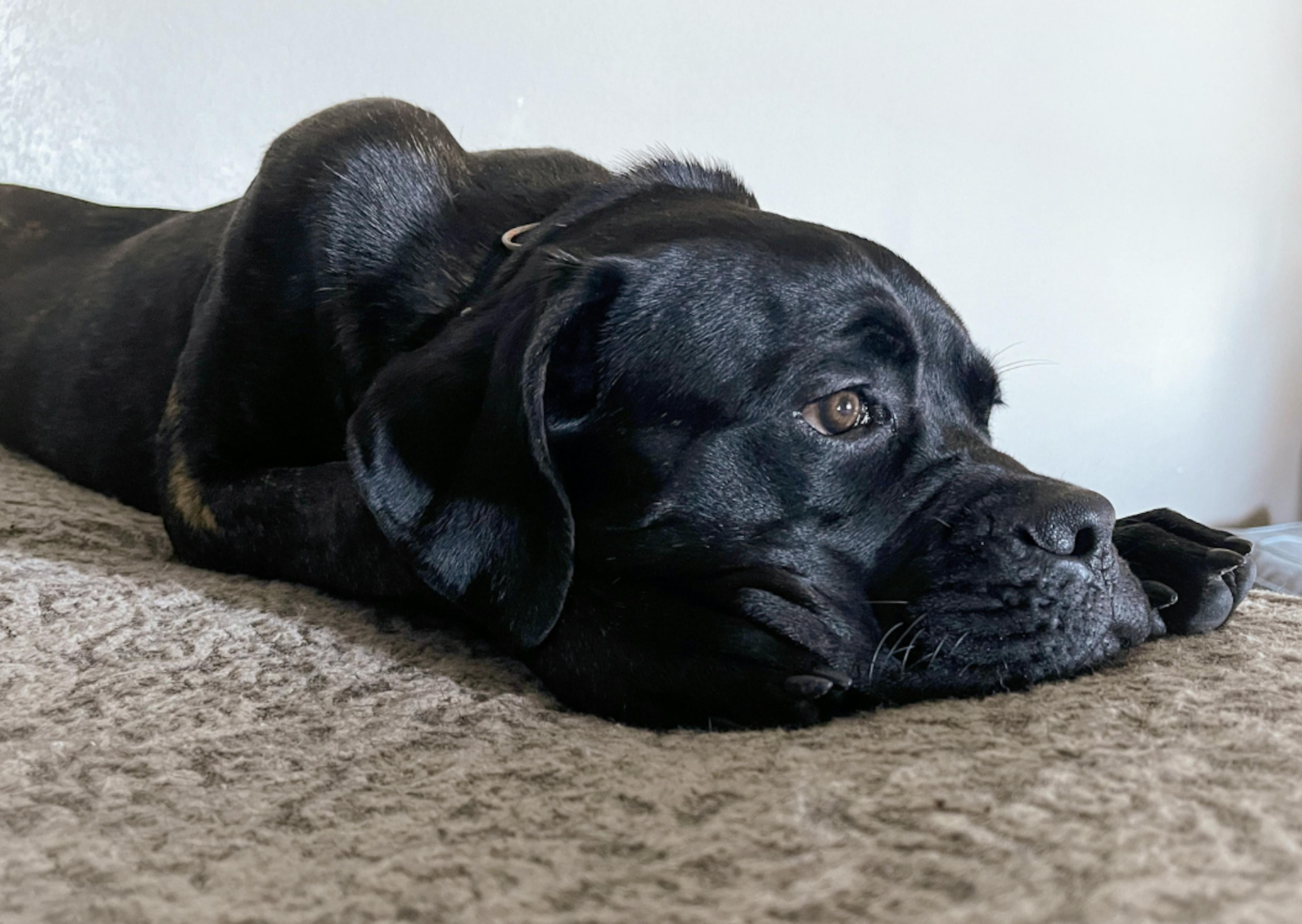 Cane Corso couché dans son panier