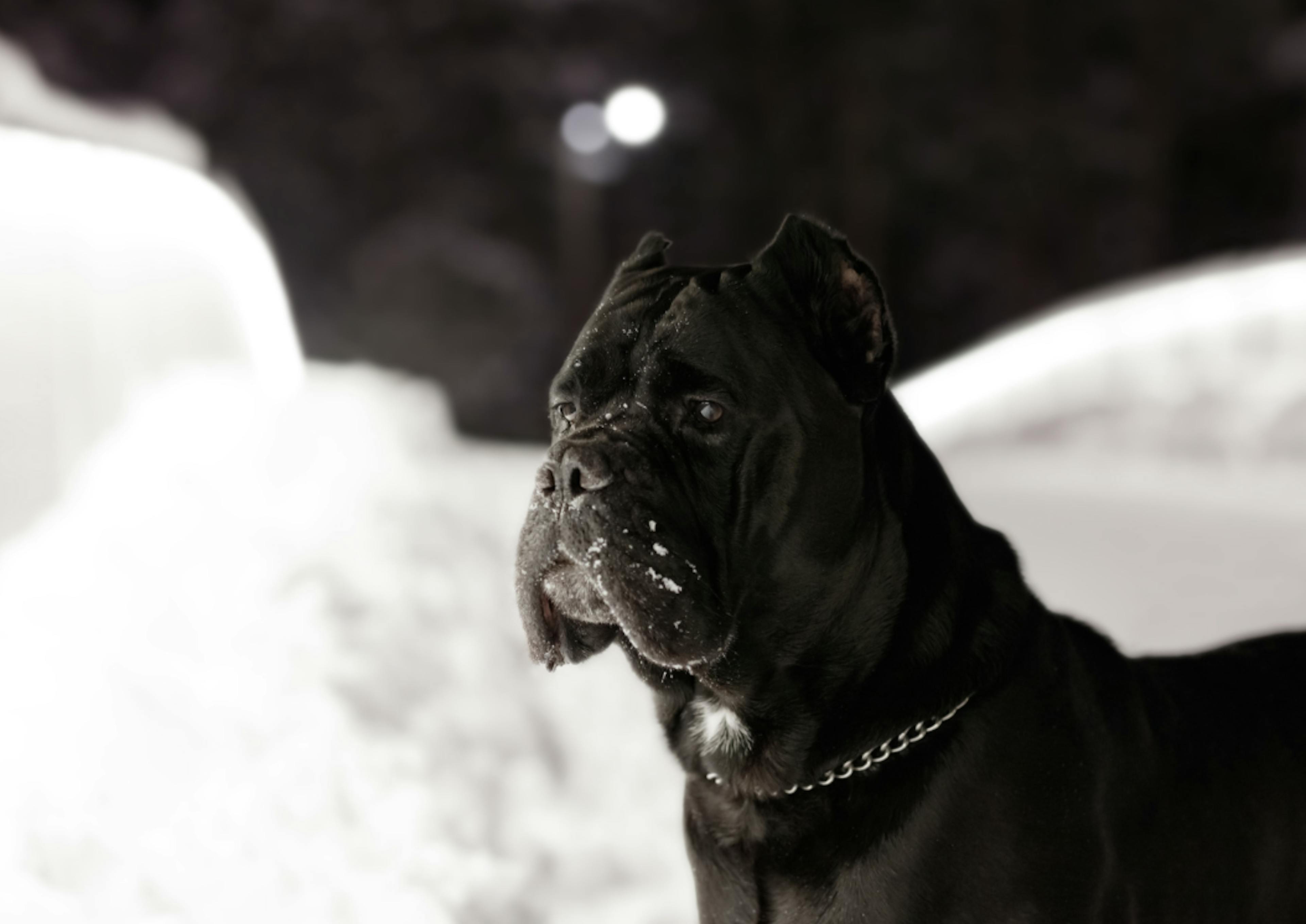 Cane Corso dans la neige