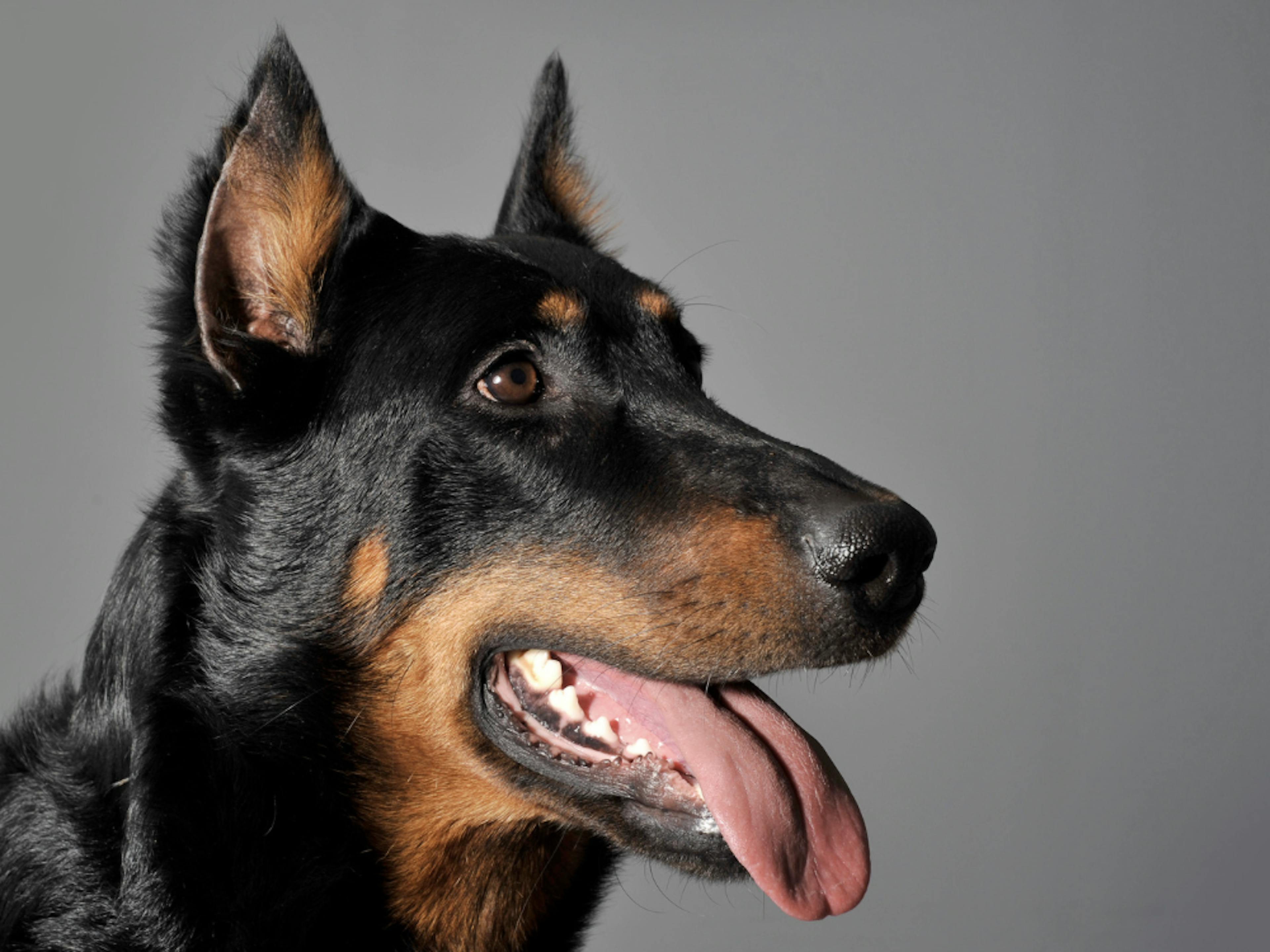 Photo Portrait d'un Beauceron