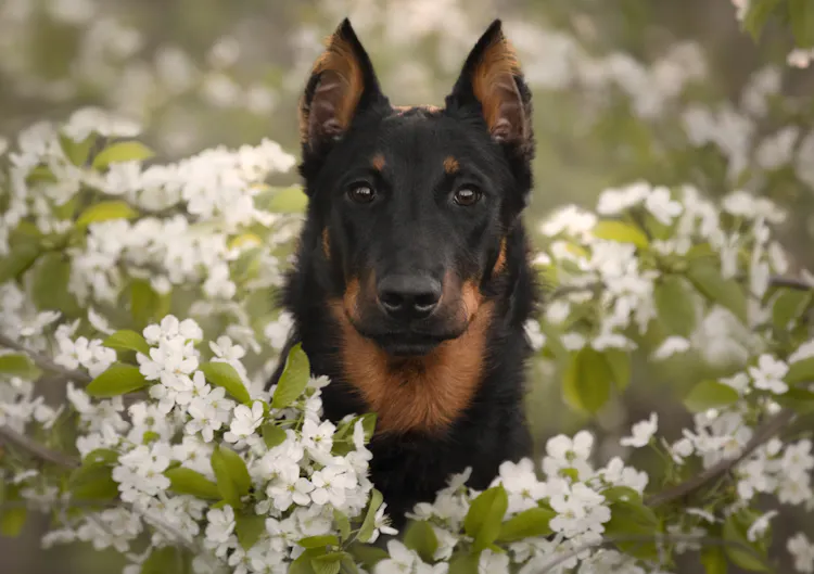 Beauceron dans un champ de fleurs blanches