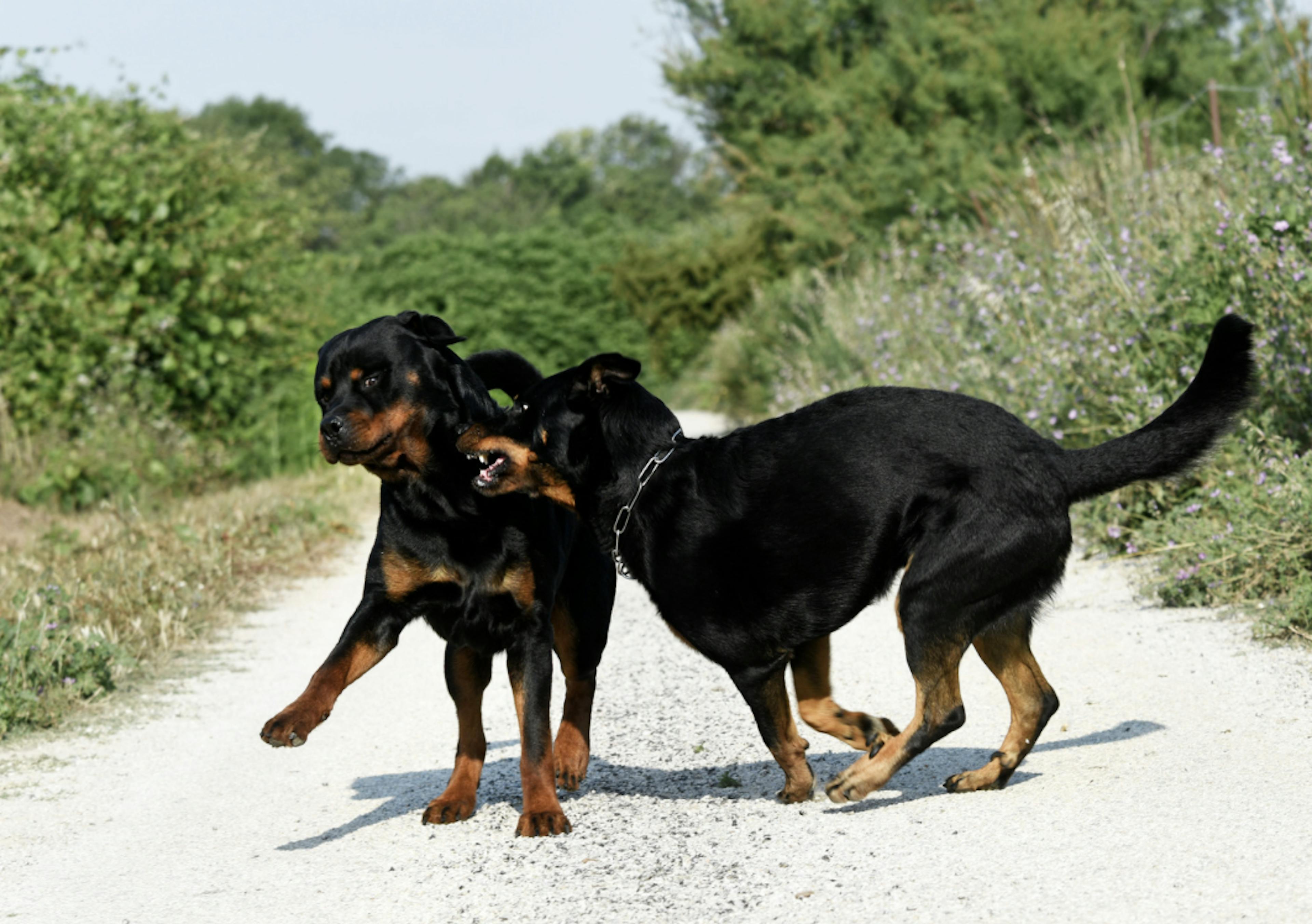 Beauceron qui joue avec un Rottweiler