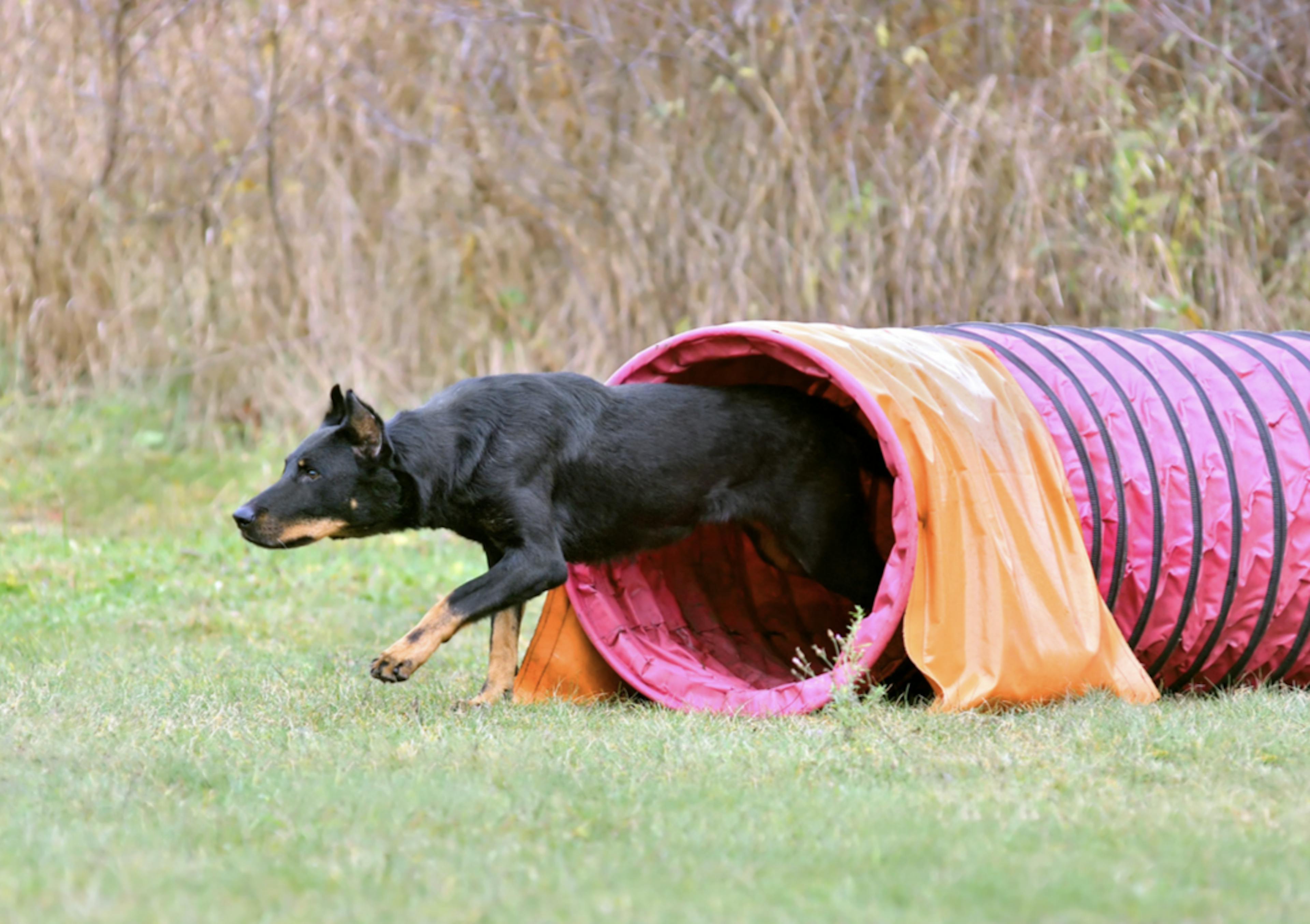 Beauceron qui passe dans un tunnel d'agility