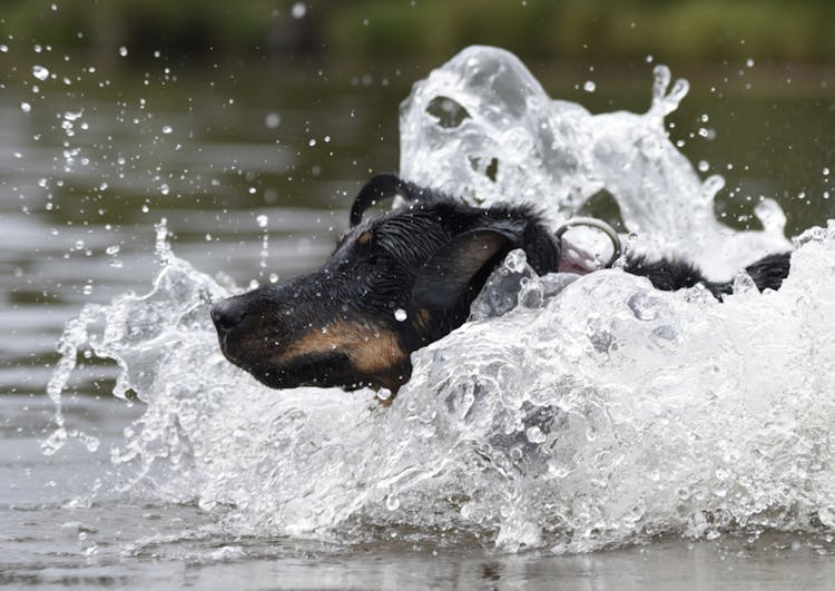 Beauceron qui plonge dans l'eau