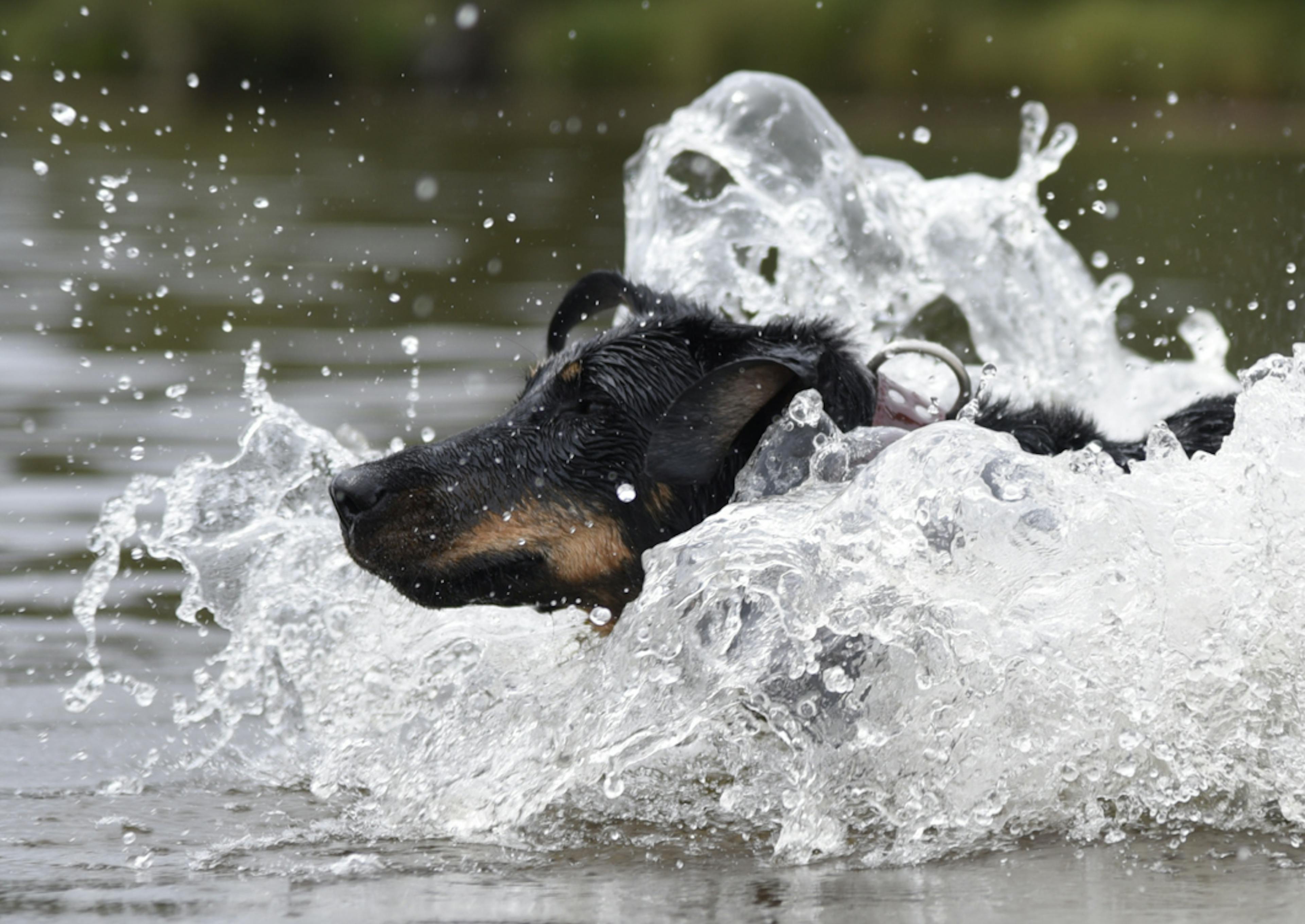 Beauceron qui plonge dans l'eau 