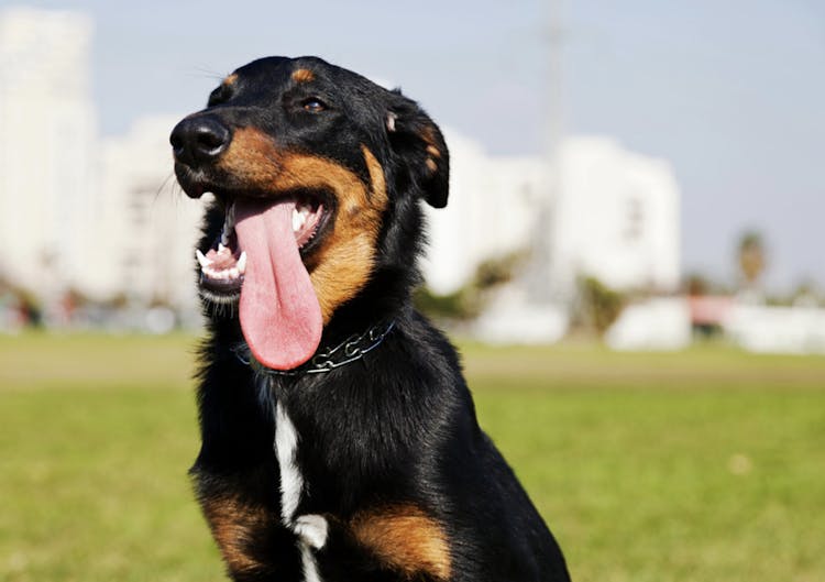 Beauceron qui tire la langue