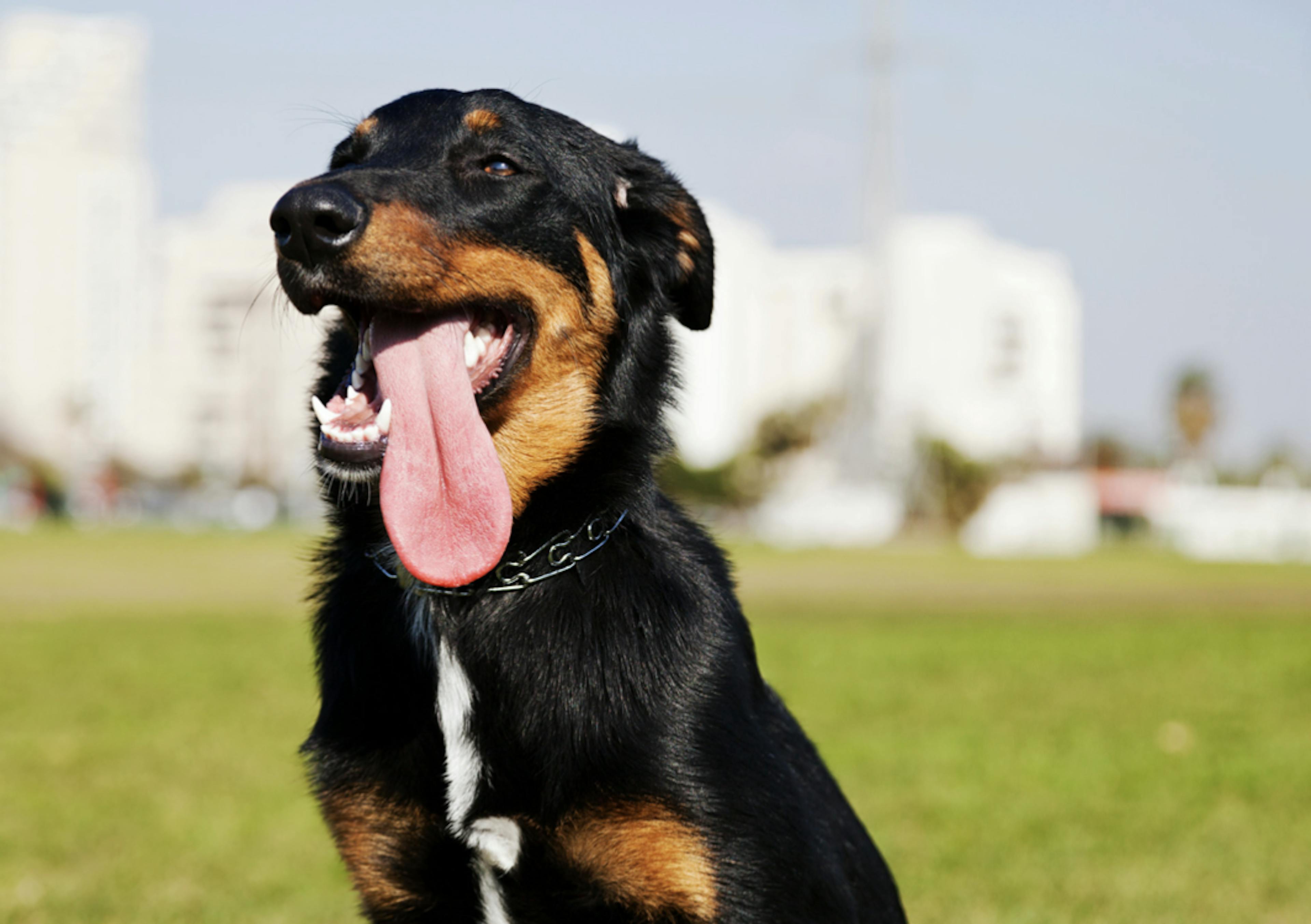 Beauceron qui tire la langue