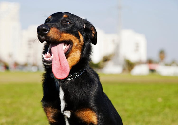 Beauceron qui tire la langue