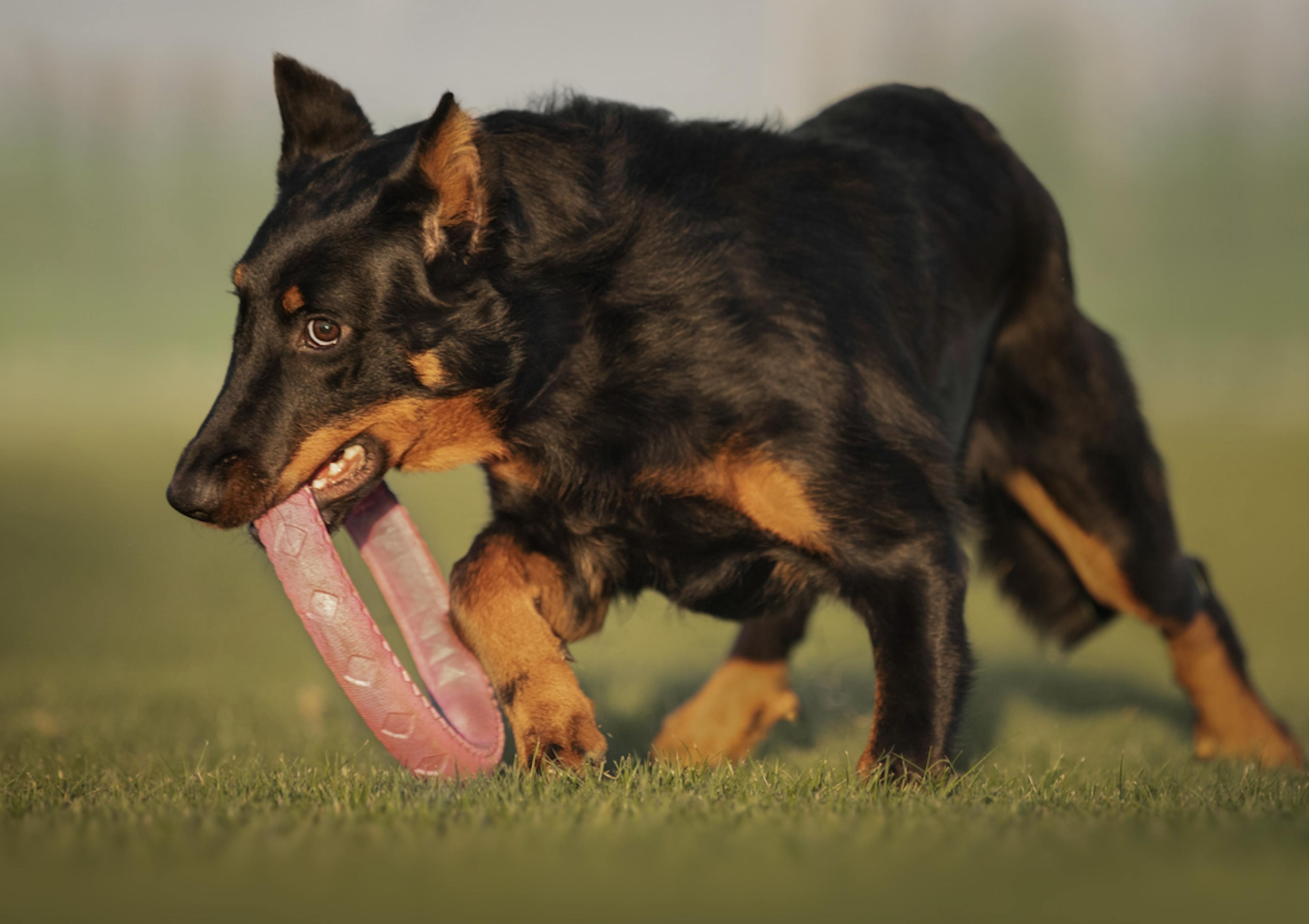 Beauceron qui joue avec un freezer