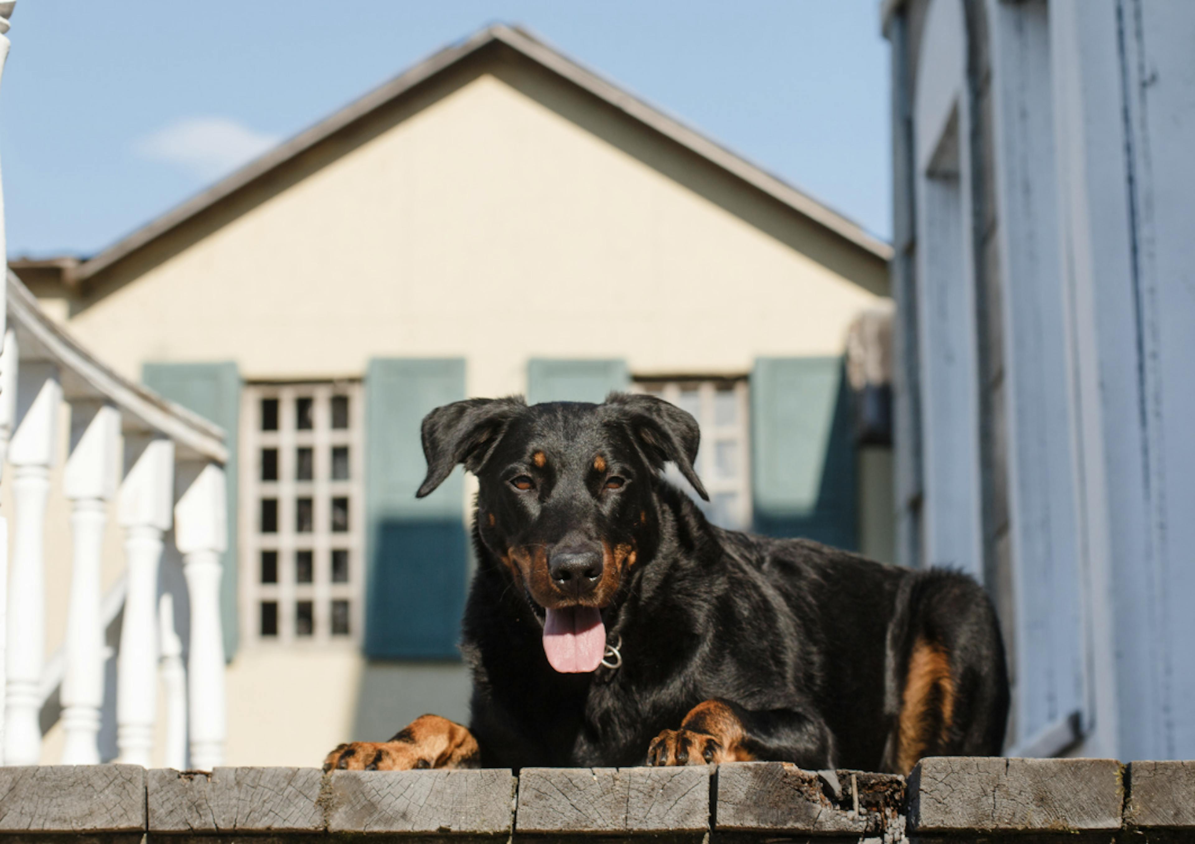 Beauceron couché au soleil