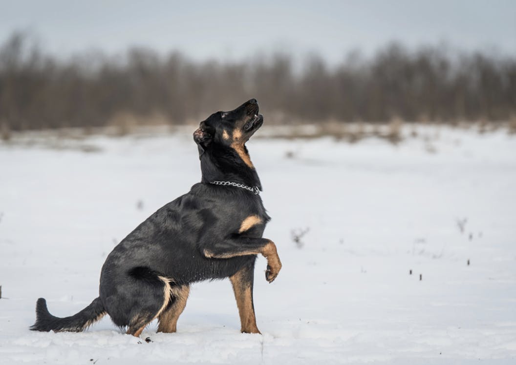 Beauceron assis dans la neige