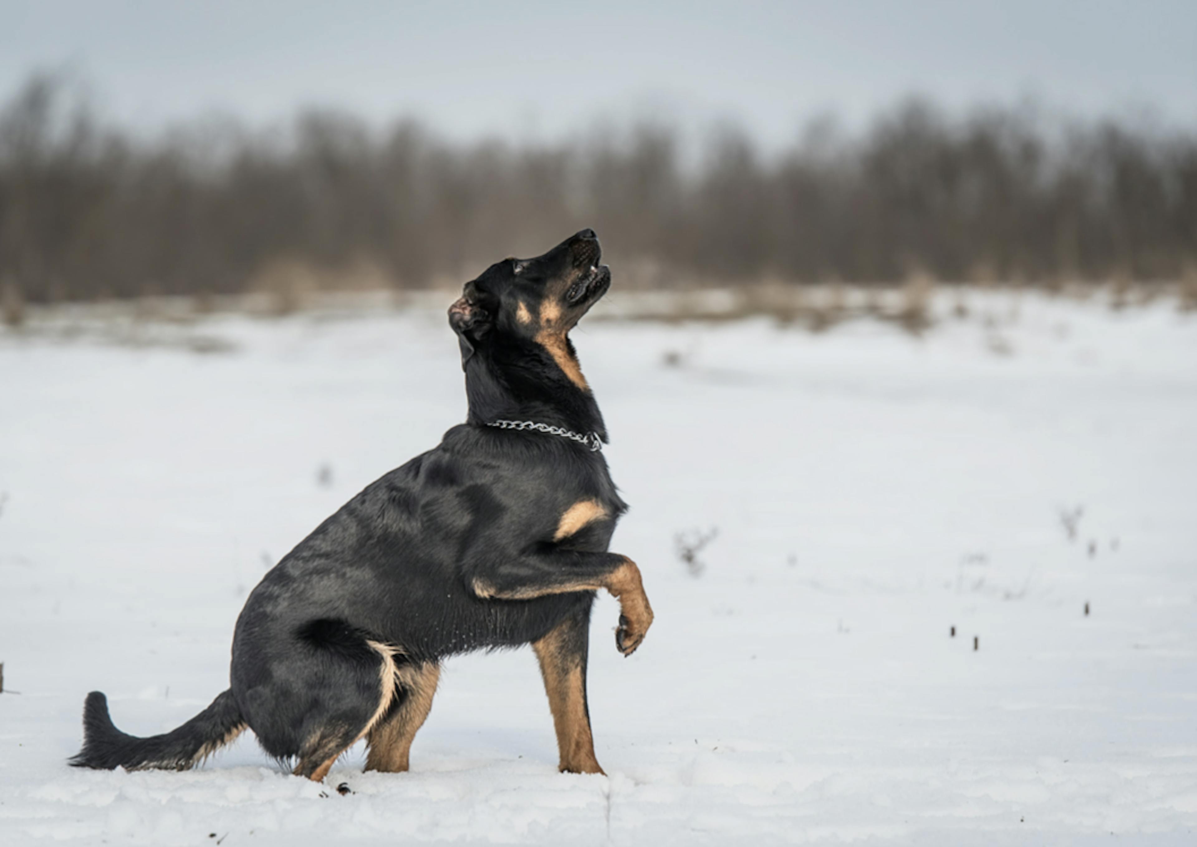 Beauceron assis dans la neige 