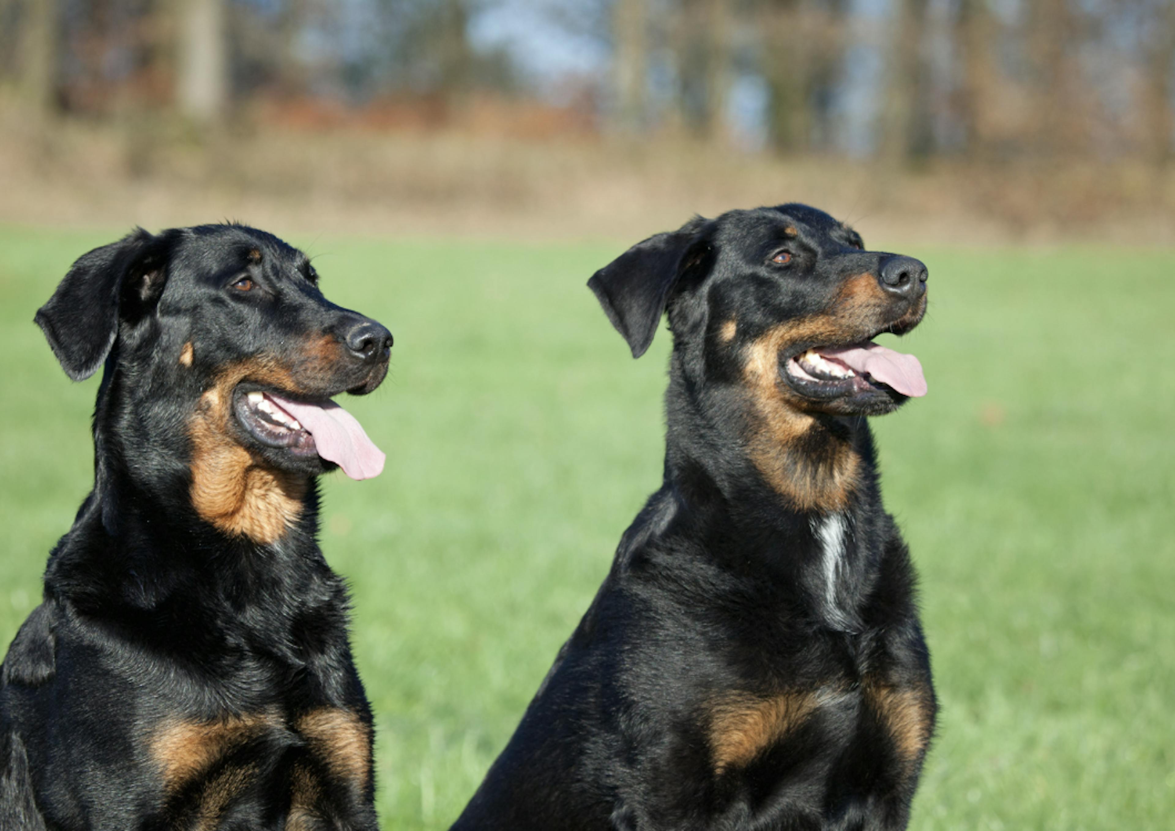 Deux Beauceron assis l'un à côté de l'autre