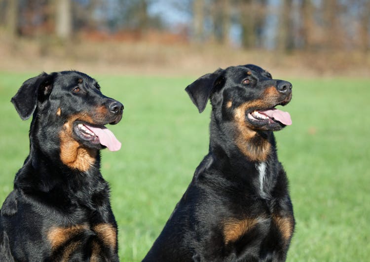 Deux Beauceron assis l'un à côté de l'autre