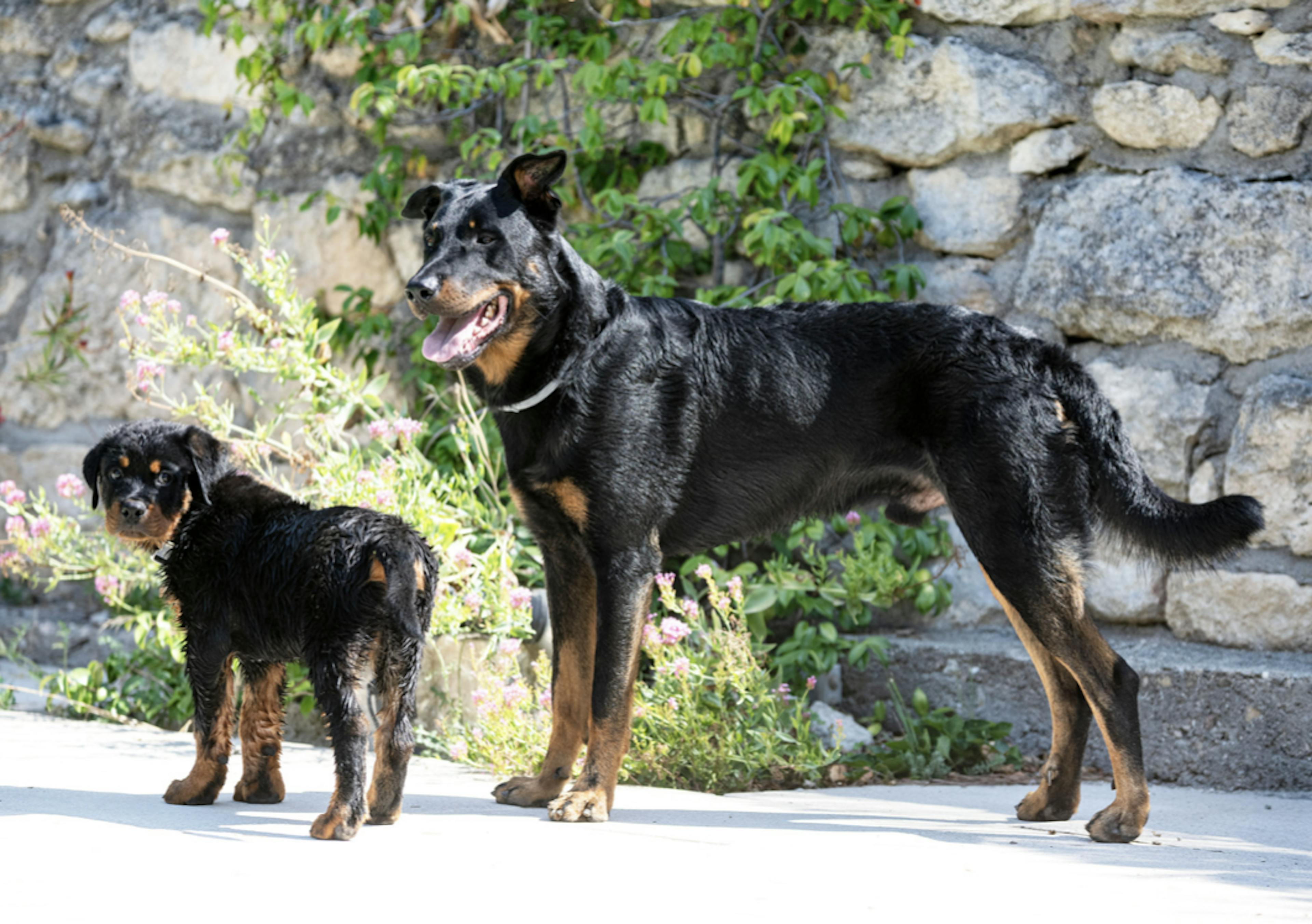 Beauceron avec son chiot