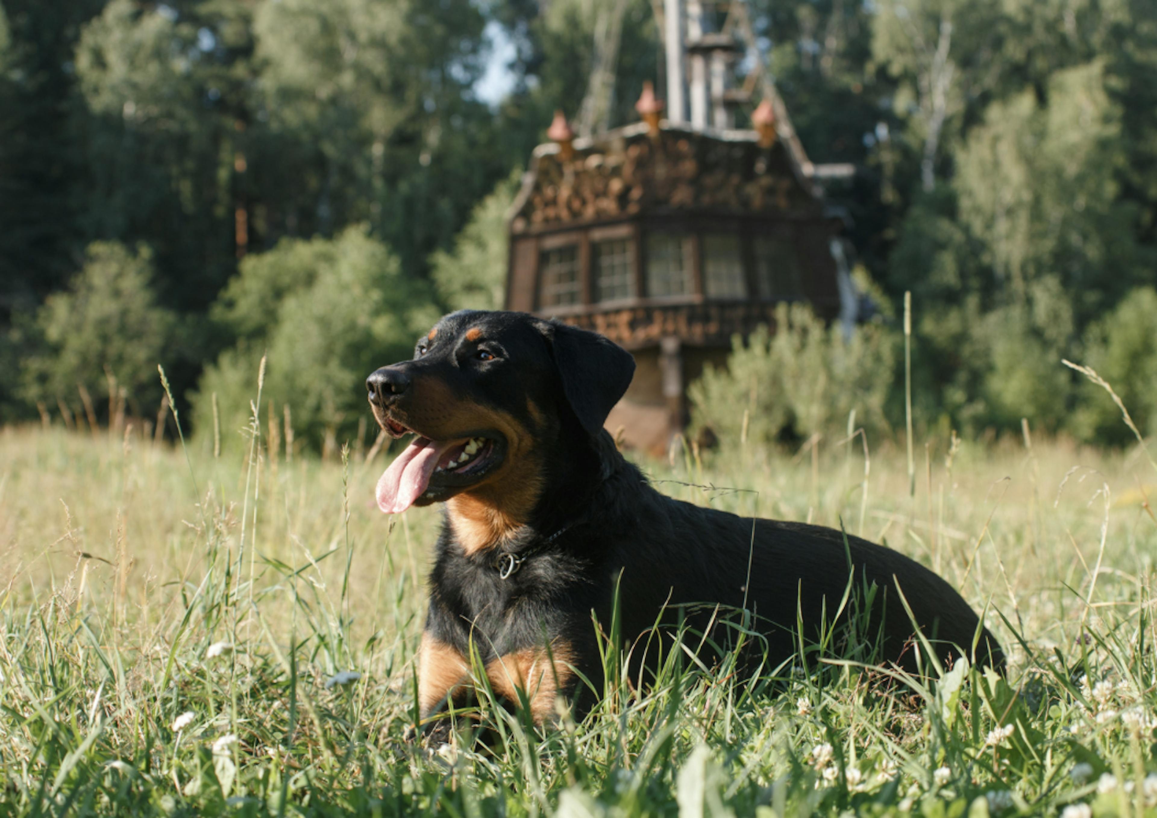 Beauceron couché dans l'herbe