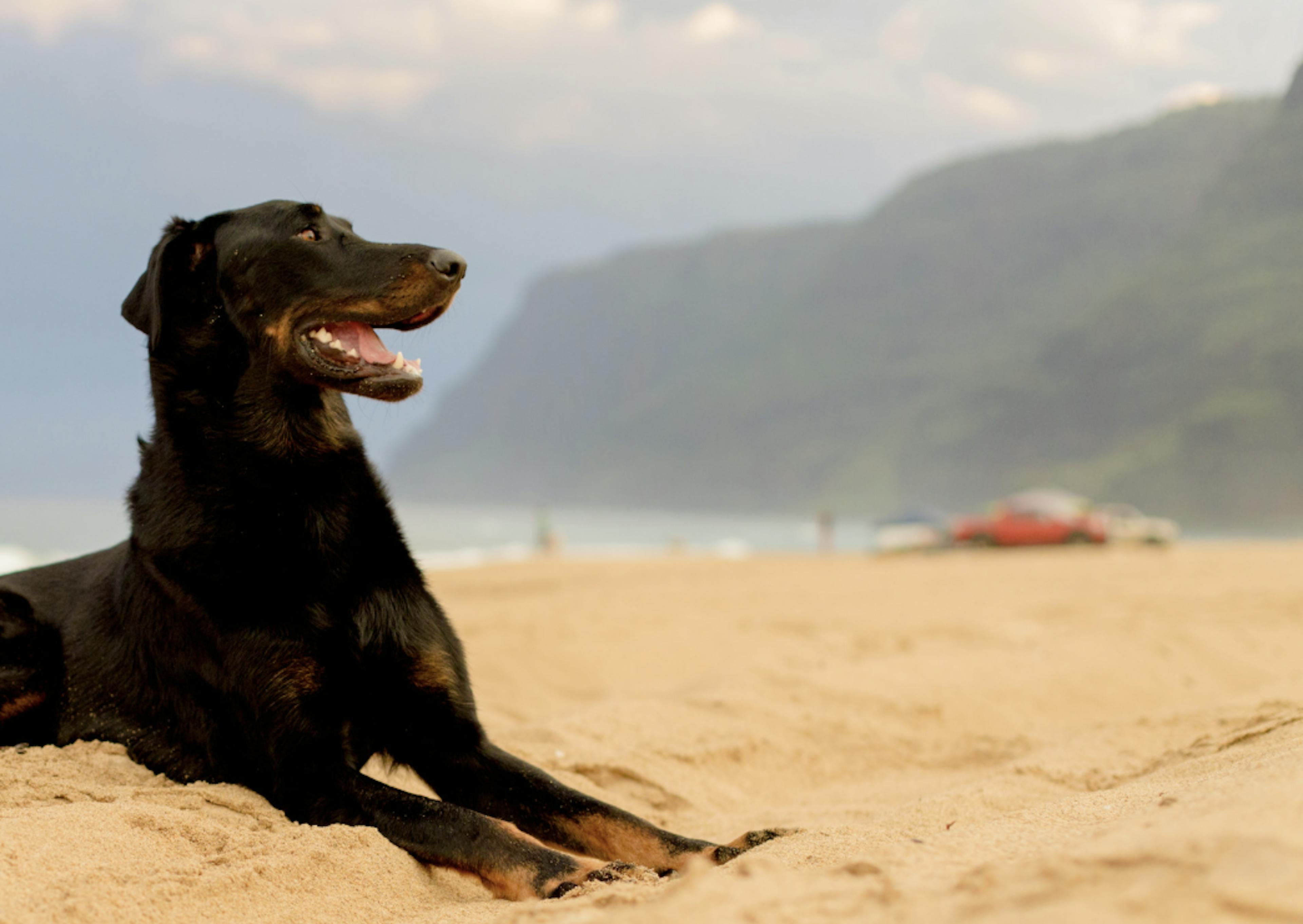 Beauceron à la plage