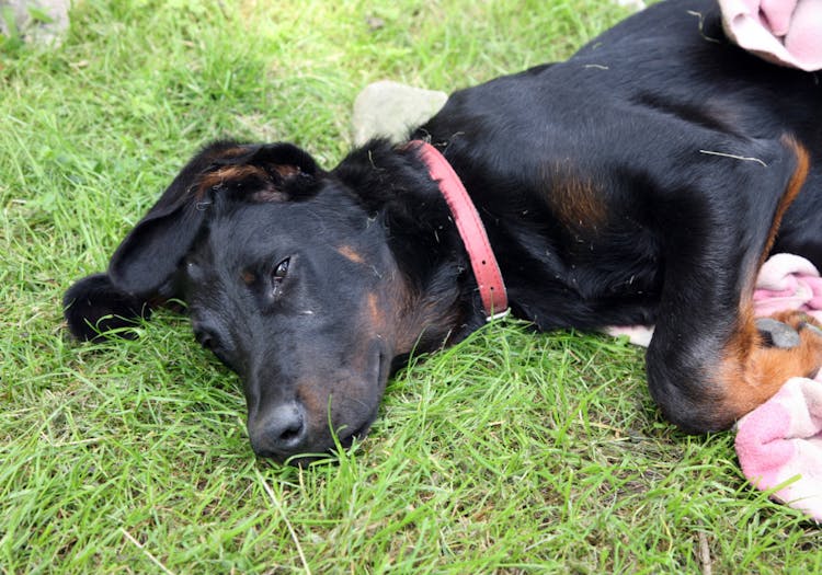 Beauceron couché dans l'herbe