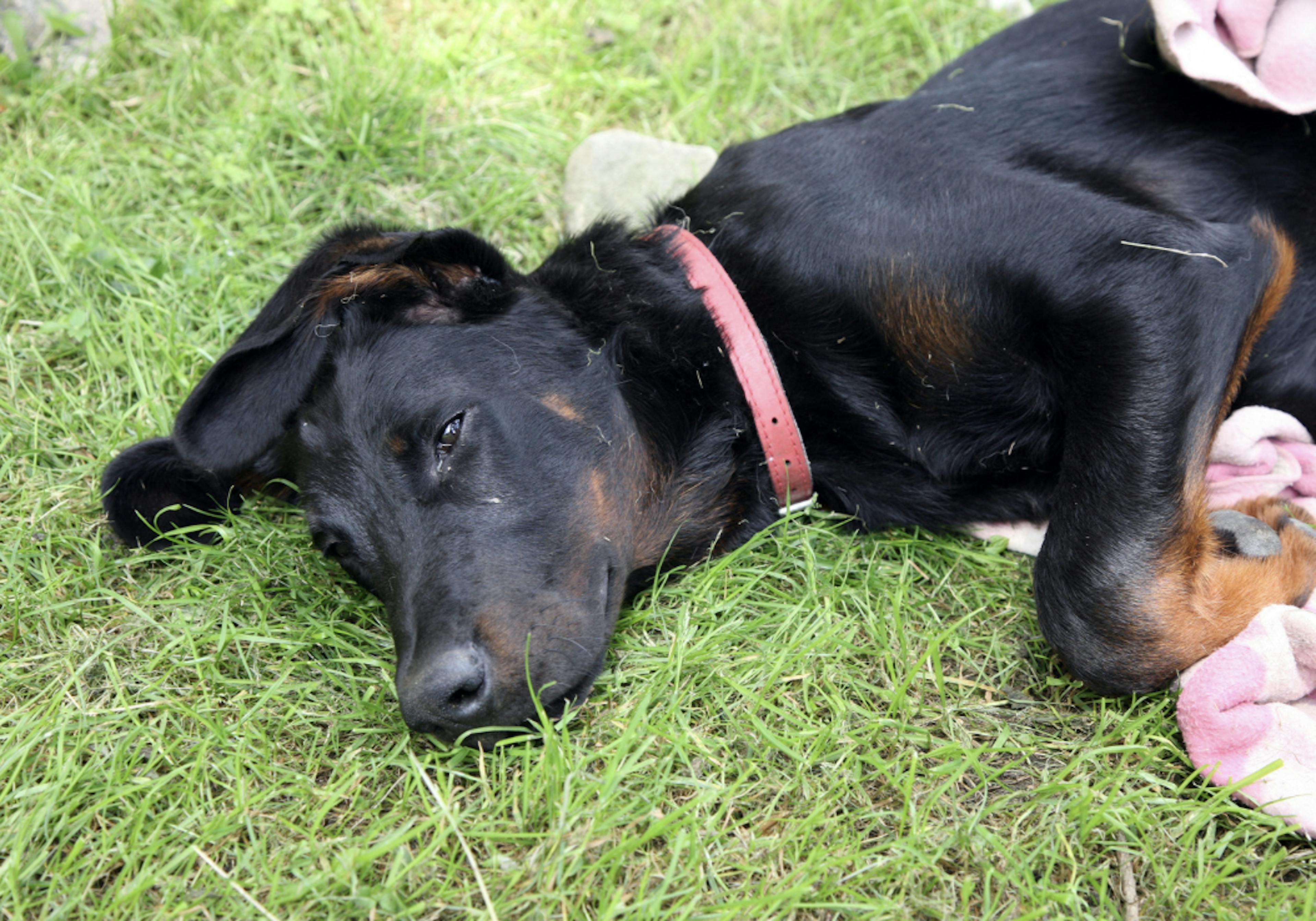 Beauceron couché dans l'herbe 