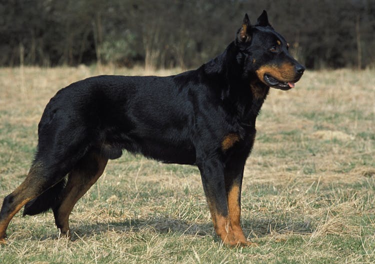 Majestueux Beauceron