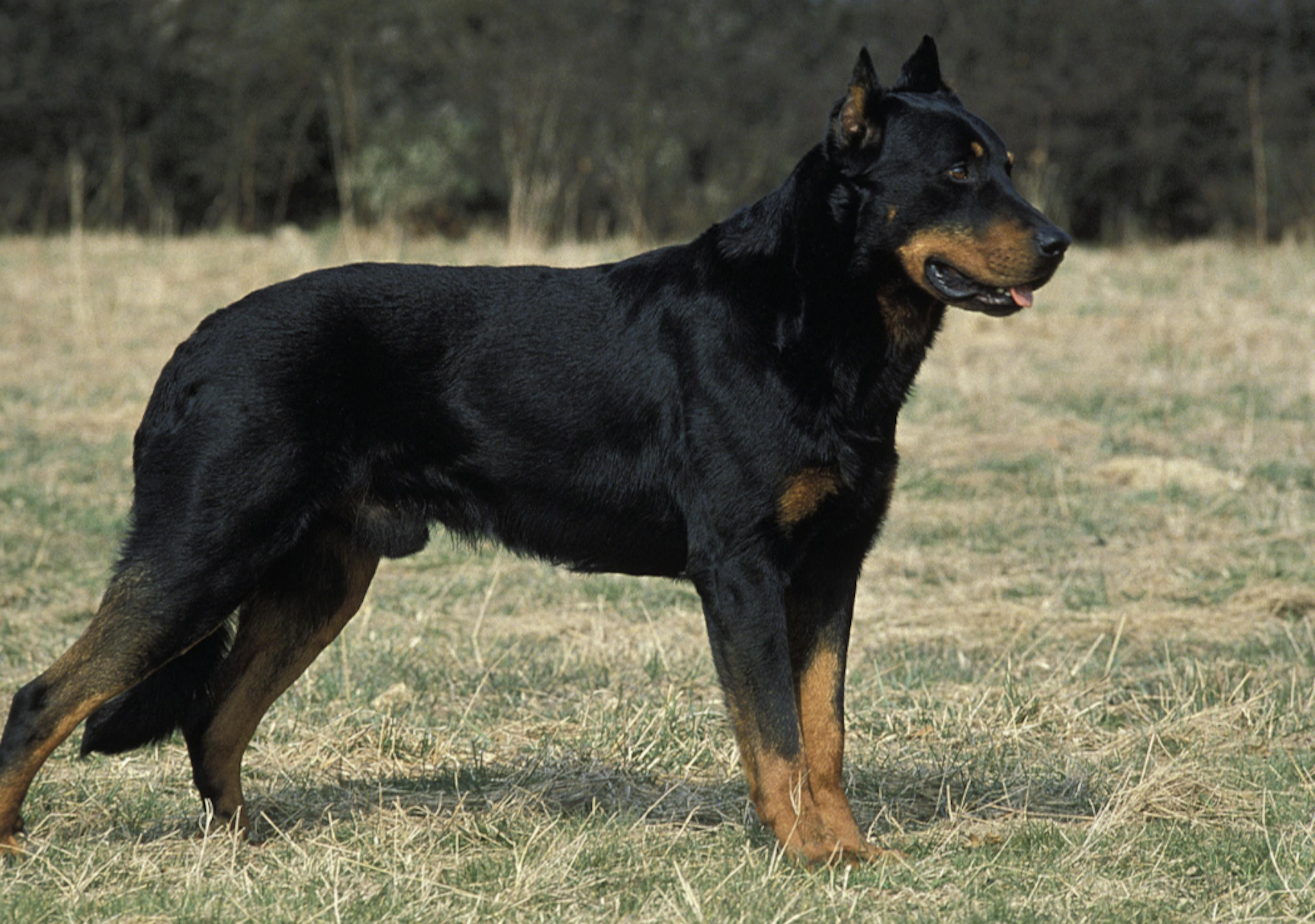 Majestueux Beauceron 