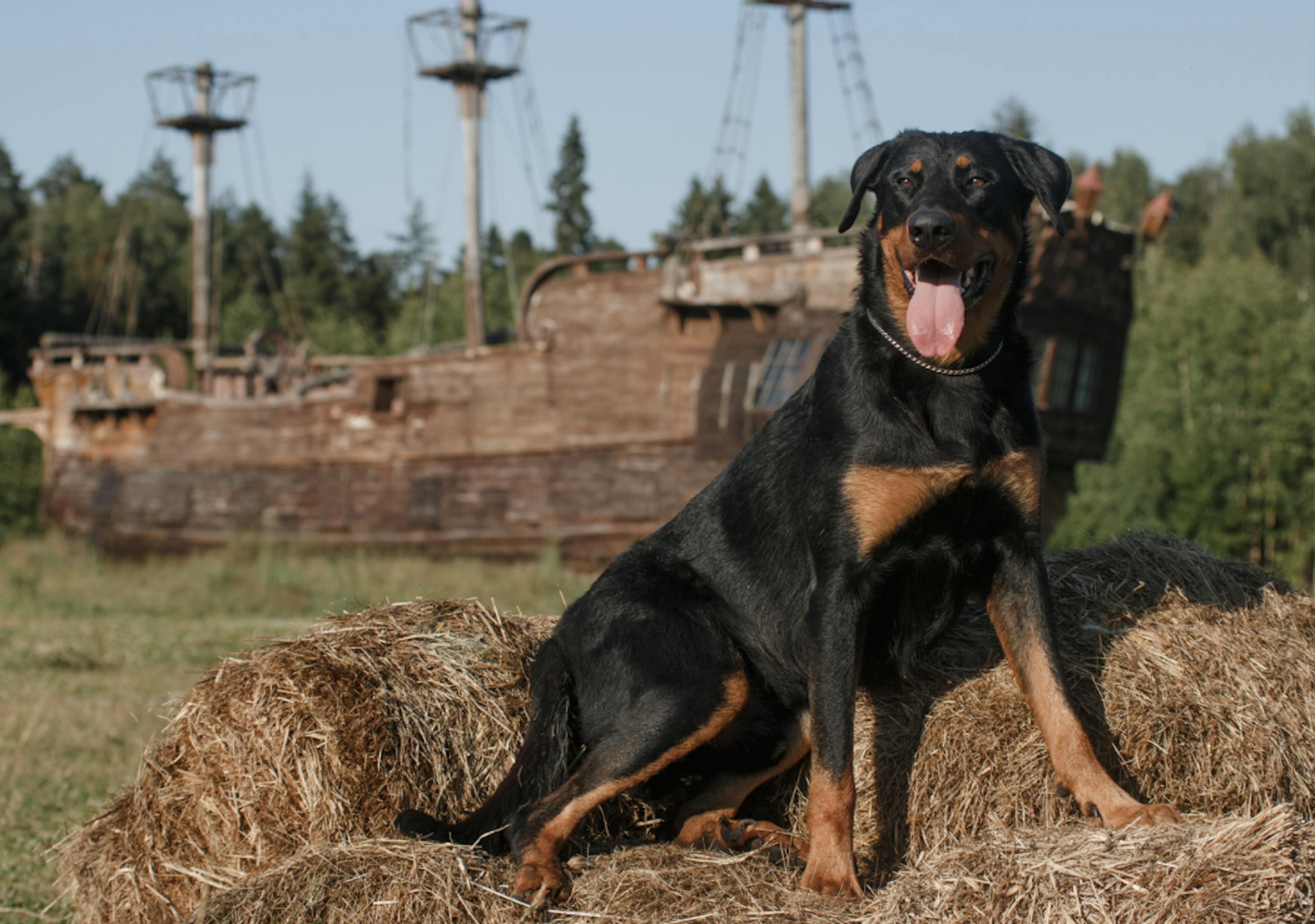 beauceron assis sur une motte de foin