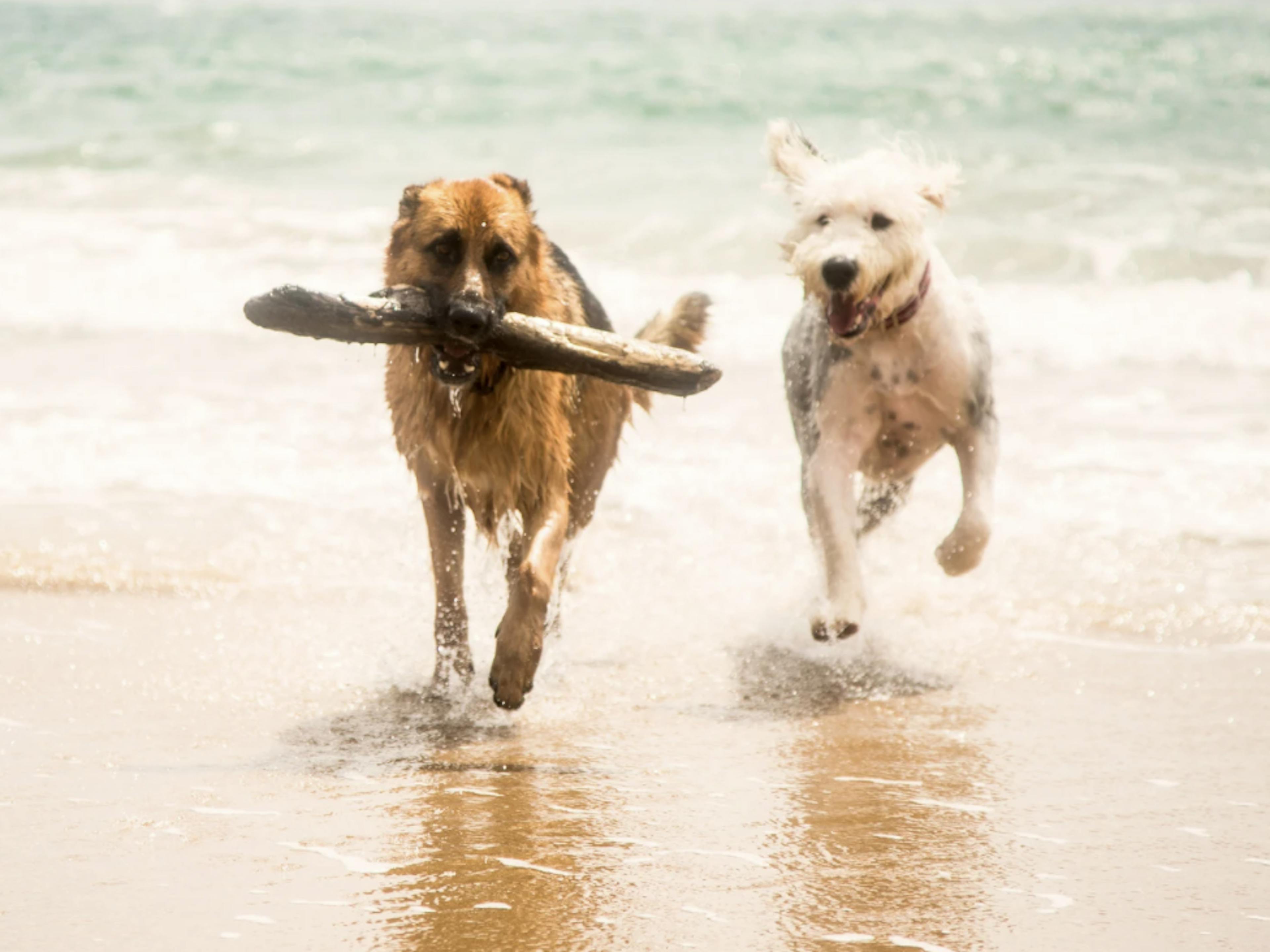 Deux chiens qui courent sur le sable avec un bâton