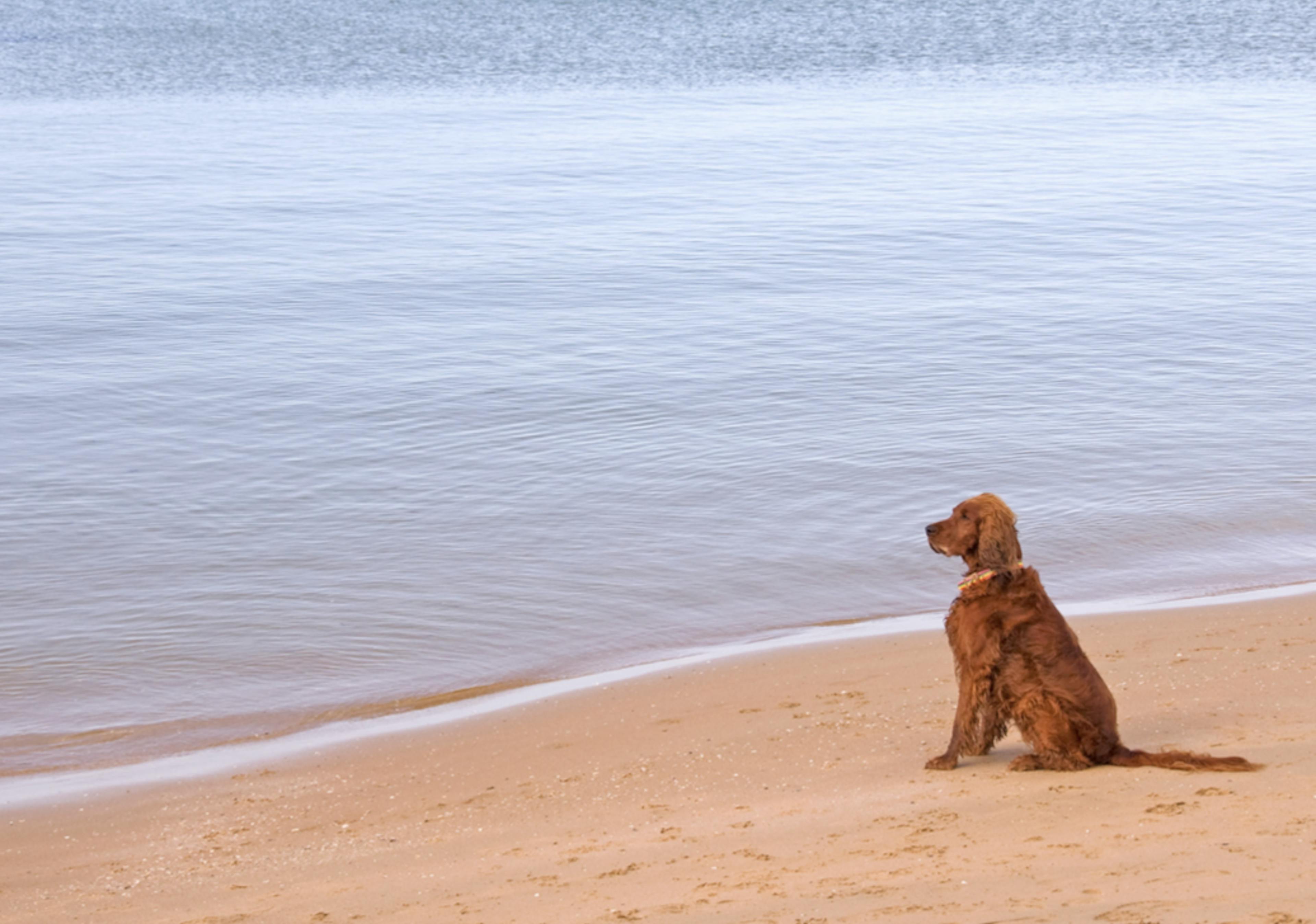 Cocker assis sur le sable et qui regarde la mer