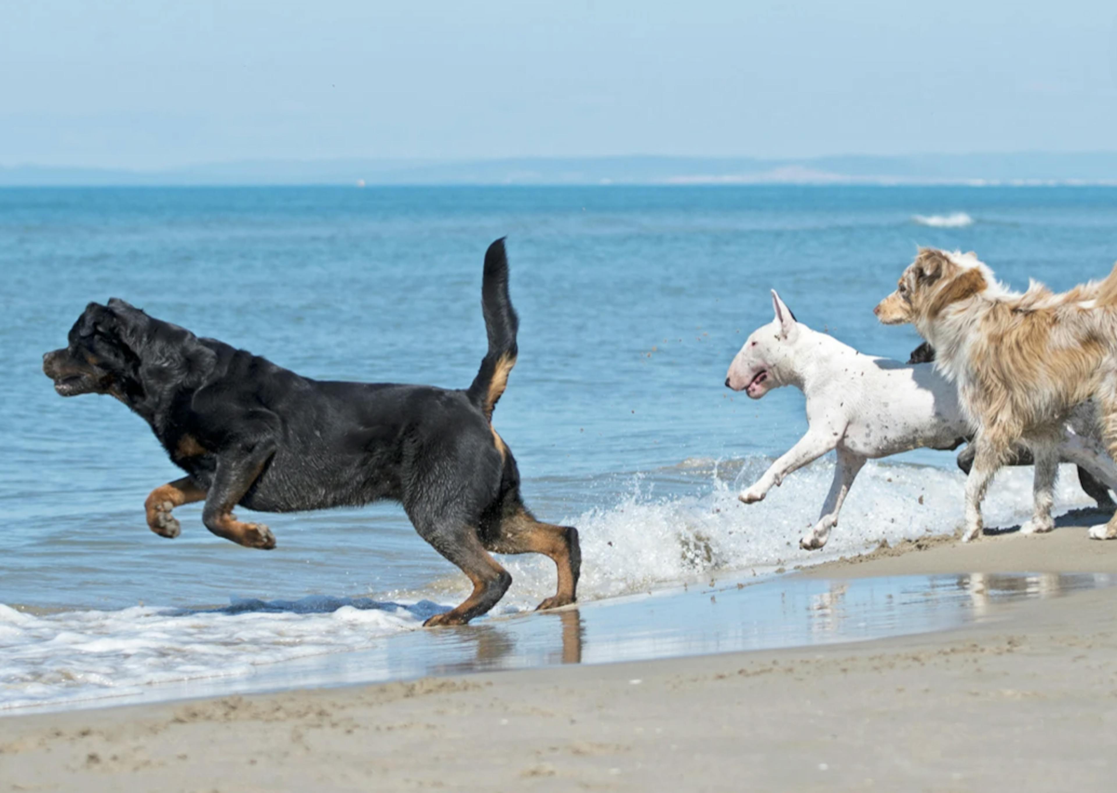 Trois chiens qui se jètent à l'eau