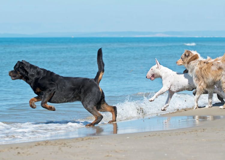 Trois chiens qui se jètent à l'eau
