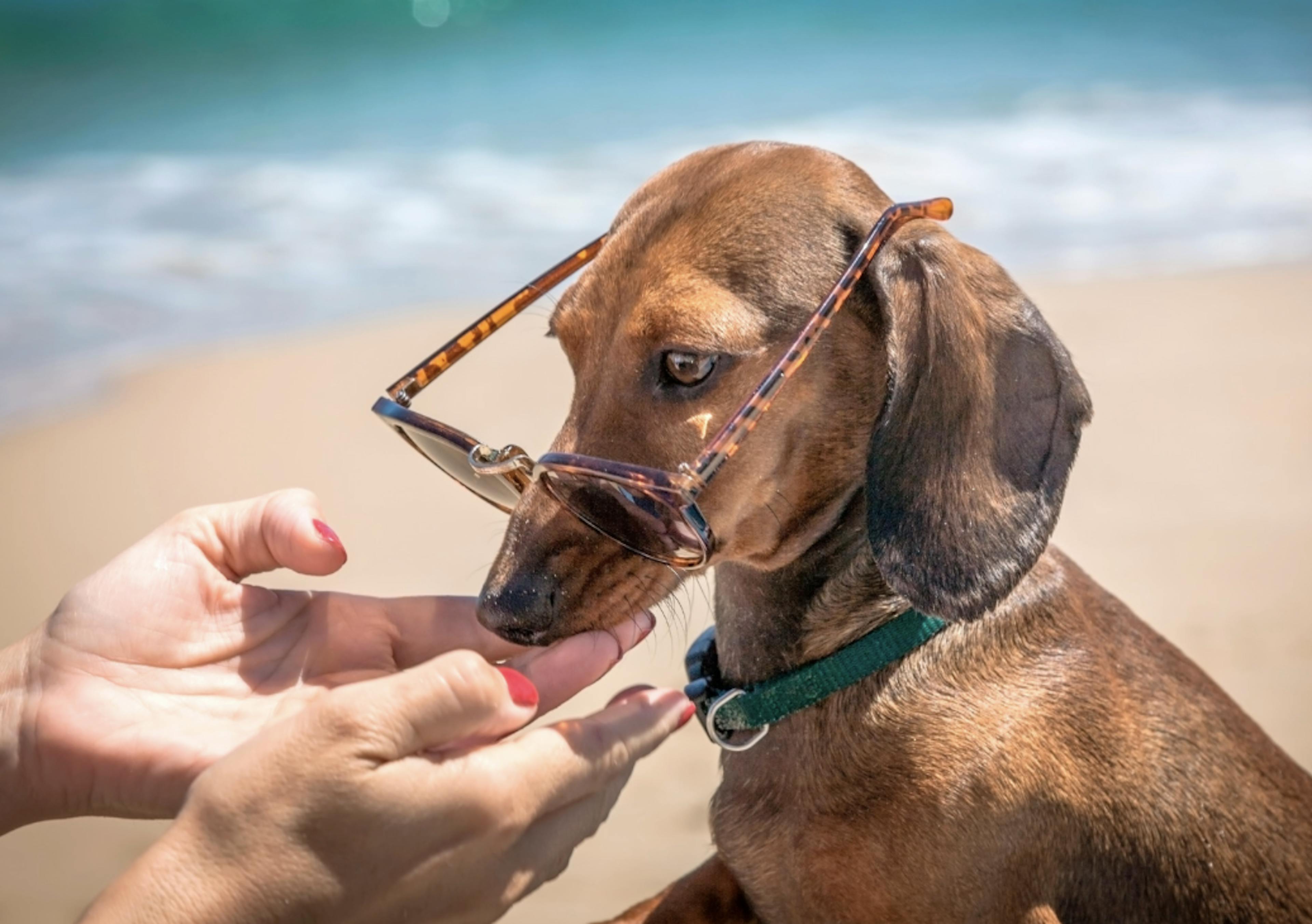 Teckel qui bronze avec des lunettes