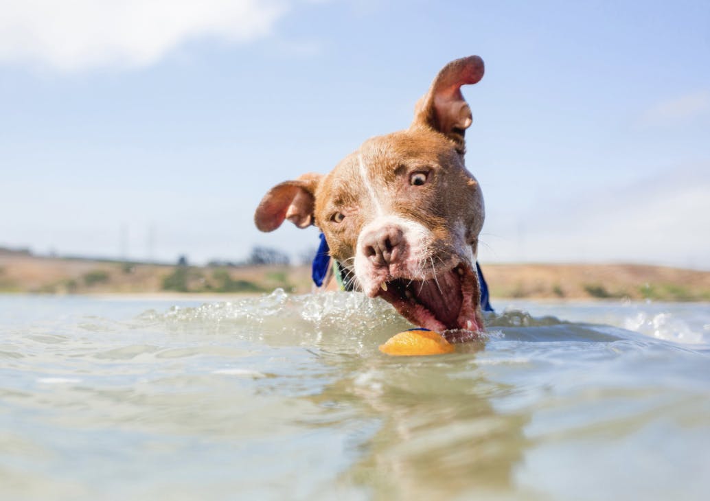 Chien qui attrape une balle dans l'eau