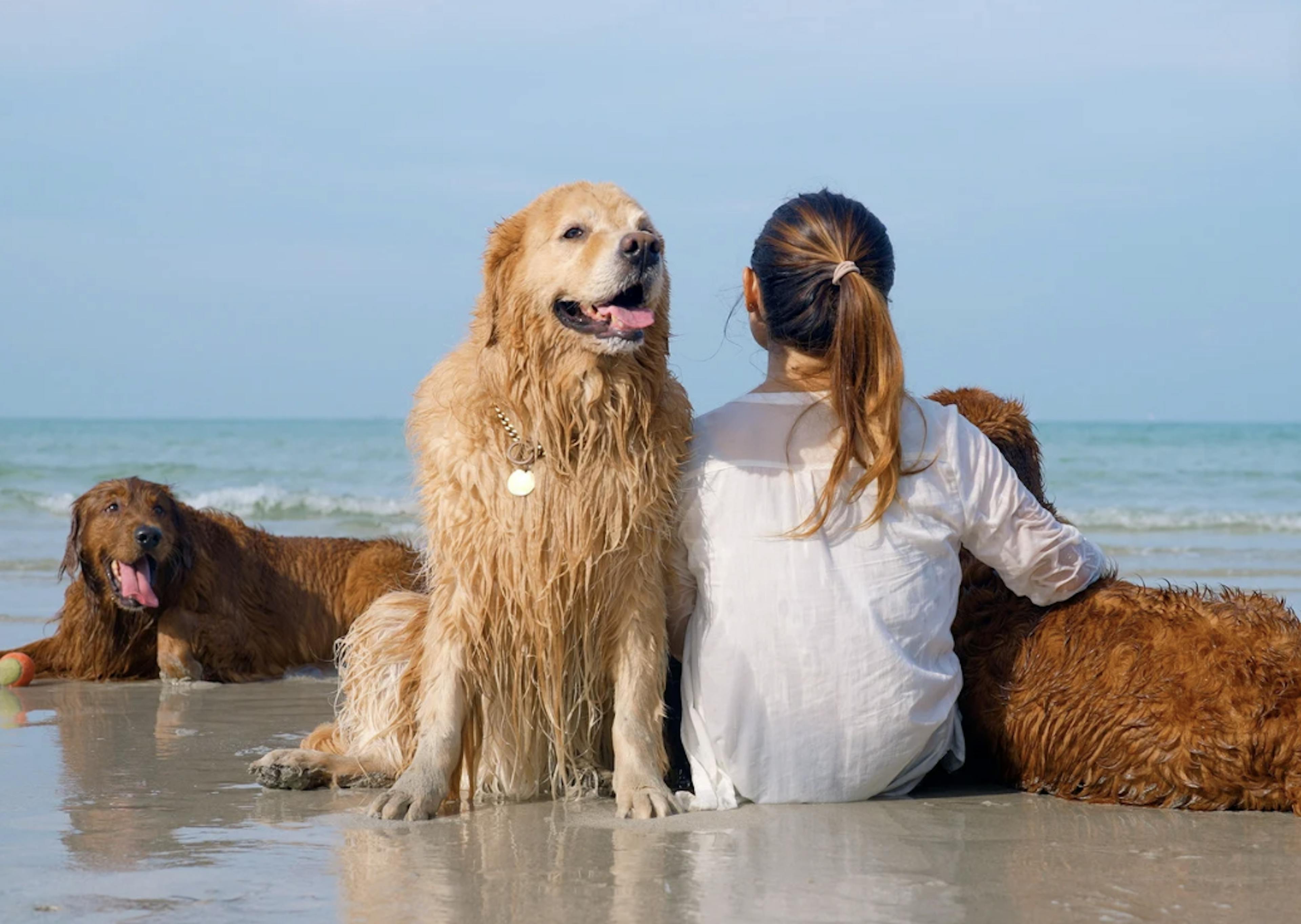 Dame assise sur le sable avec ses trois Golden