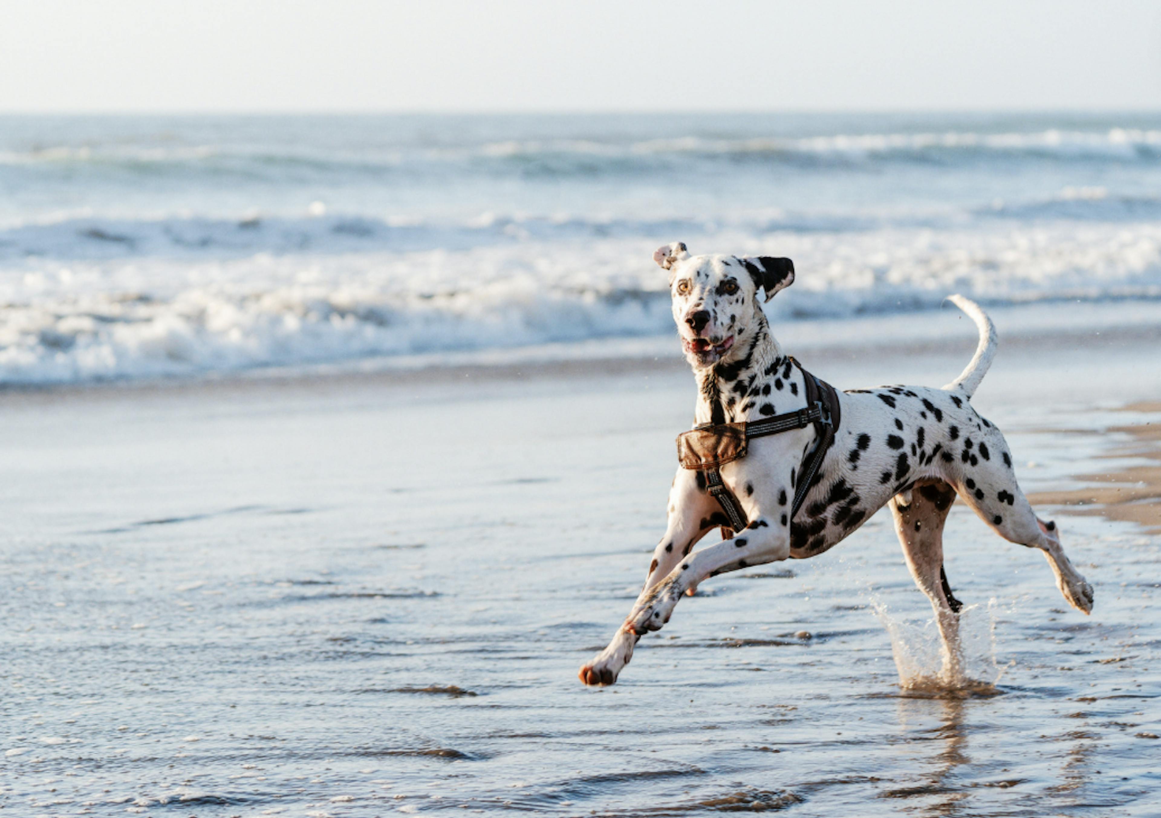 Dalmatien qui court sur la plage