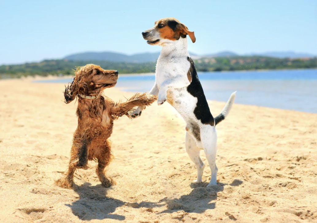 Un Cocker et un Jack Russel qui jouent sur le sable