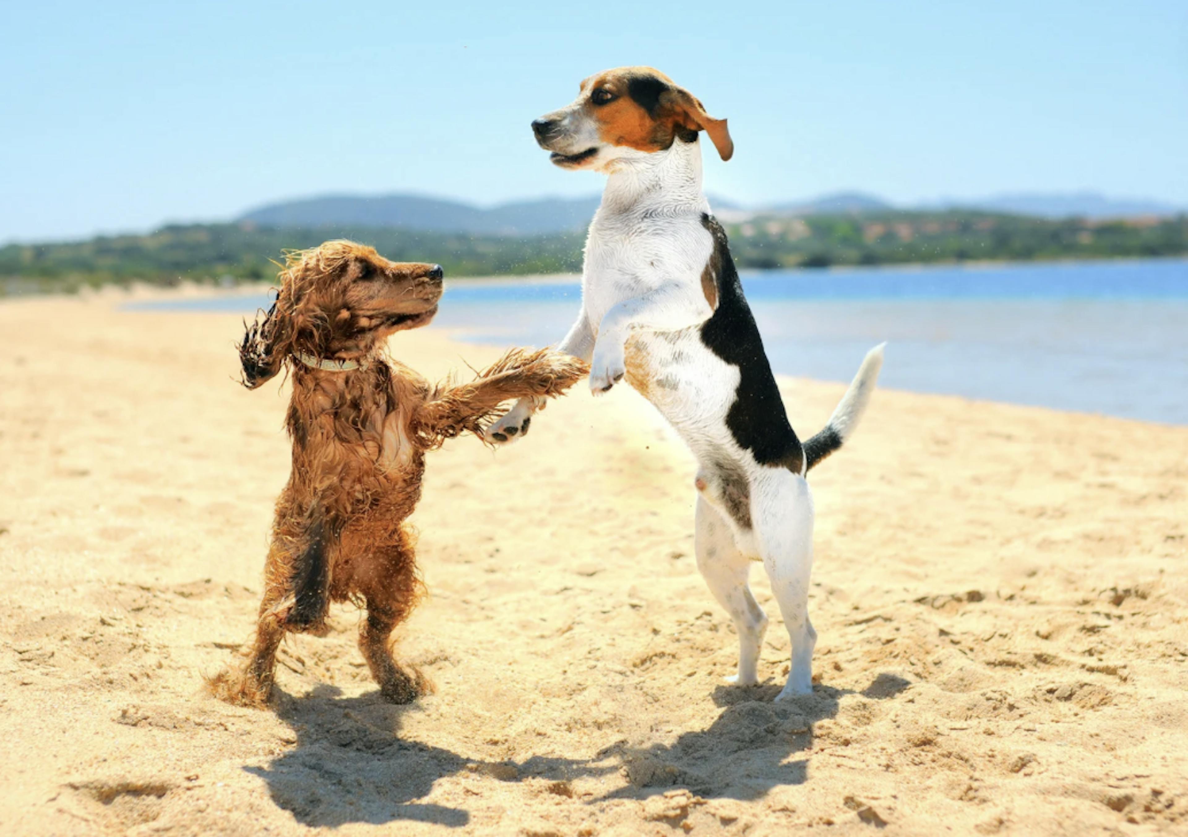 Un Cocker et un Jack Russel qui jouent sur le sable 