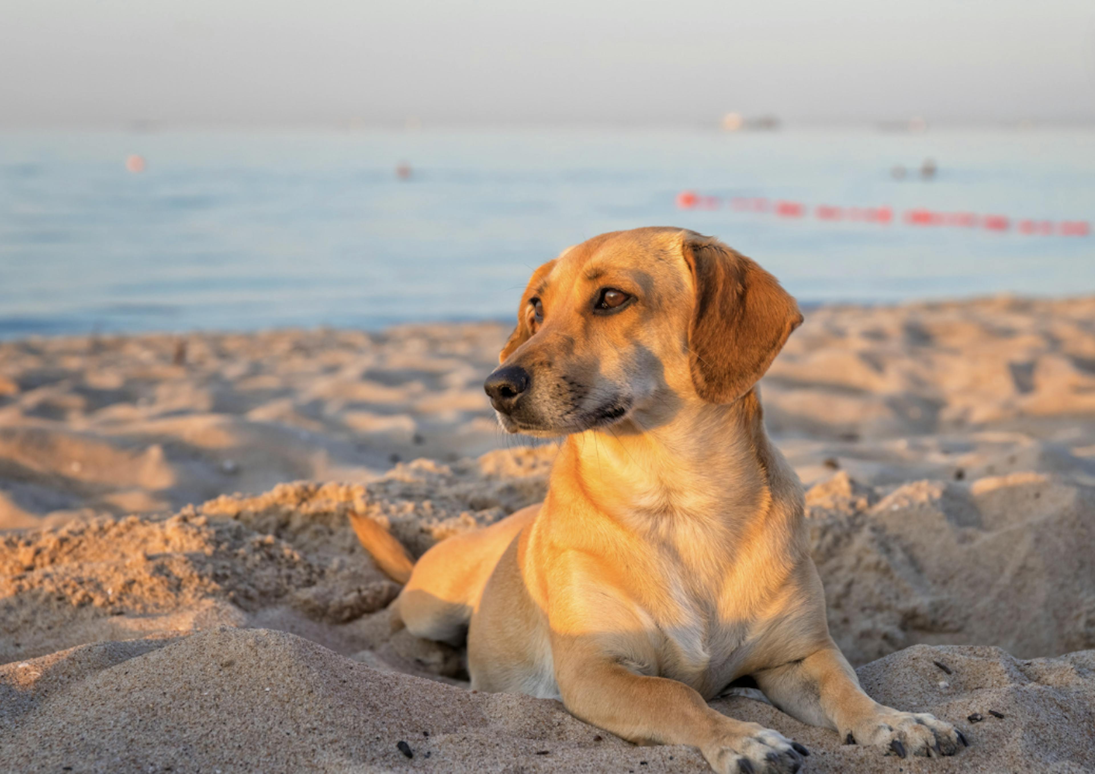 Chien couché dans le sable devant un couché de soleil 