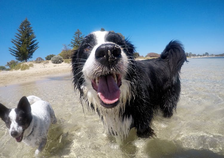 Deux chiens qui se baignent à la mer