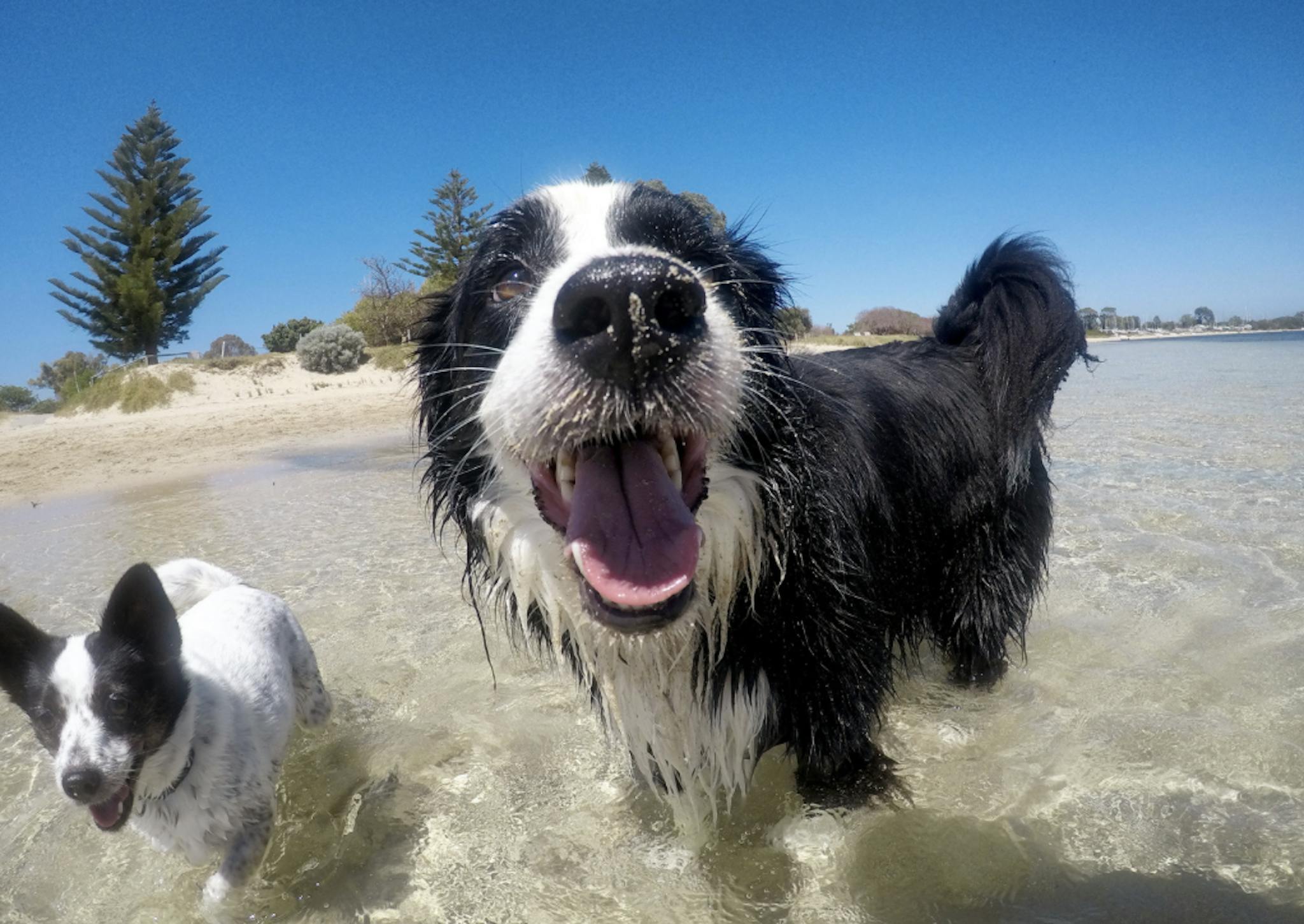 Deux chiens qui se baignent à la mer 