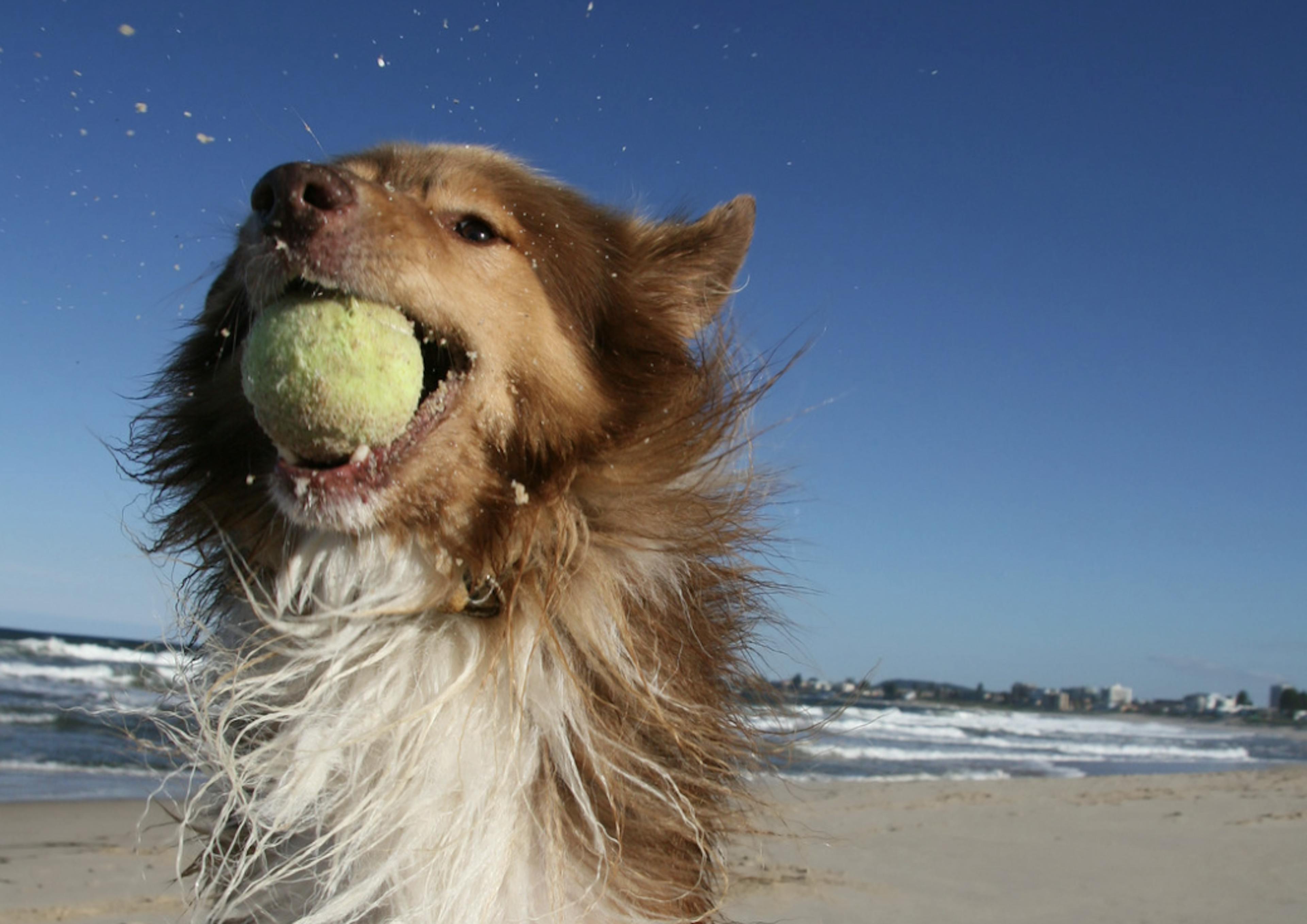 Chien qui joue avec une balle sur la plage