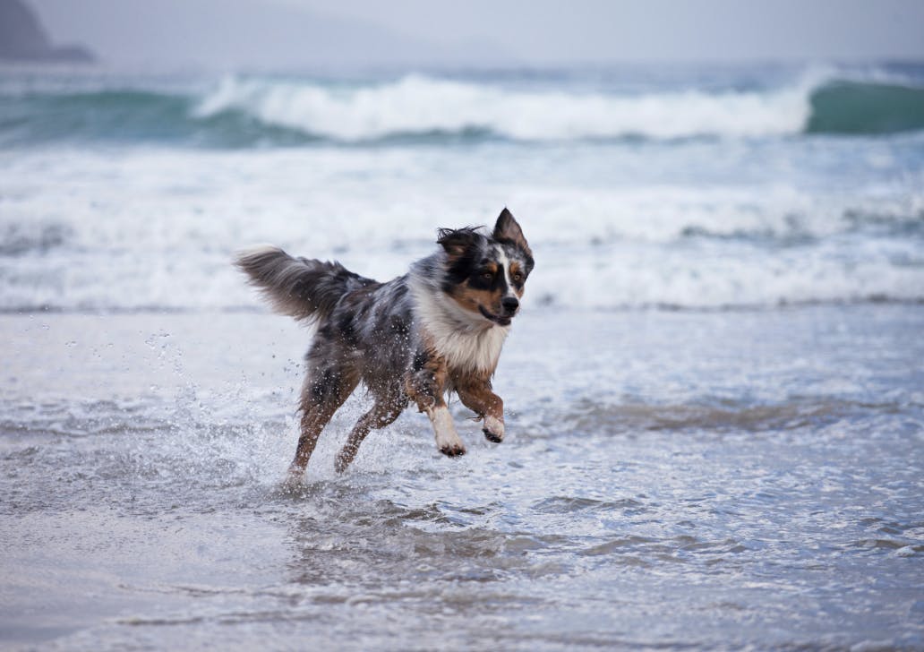 Chien qui court dans l'eau
