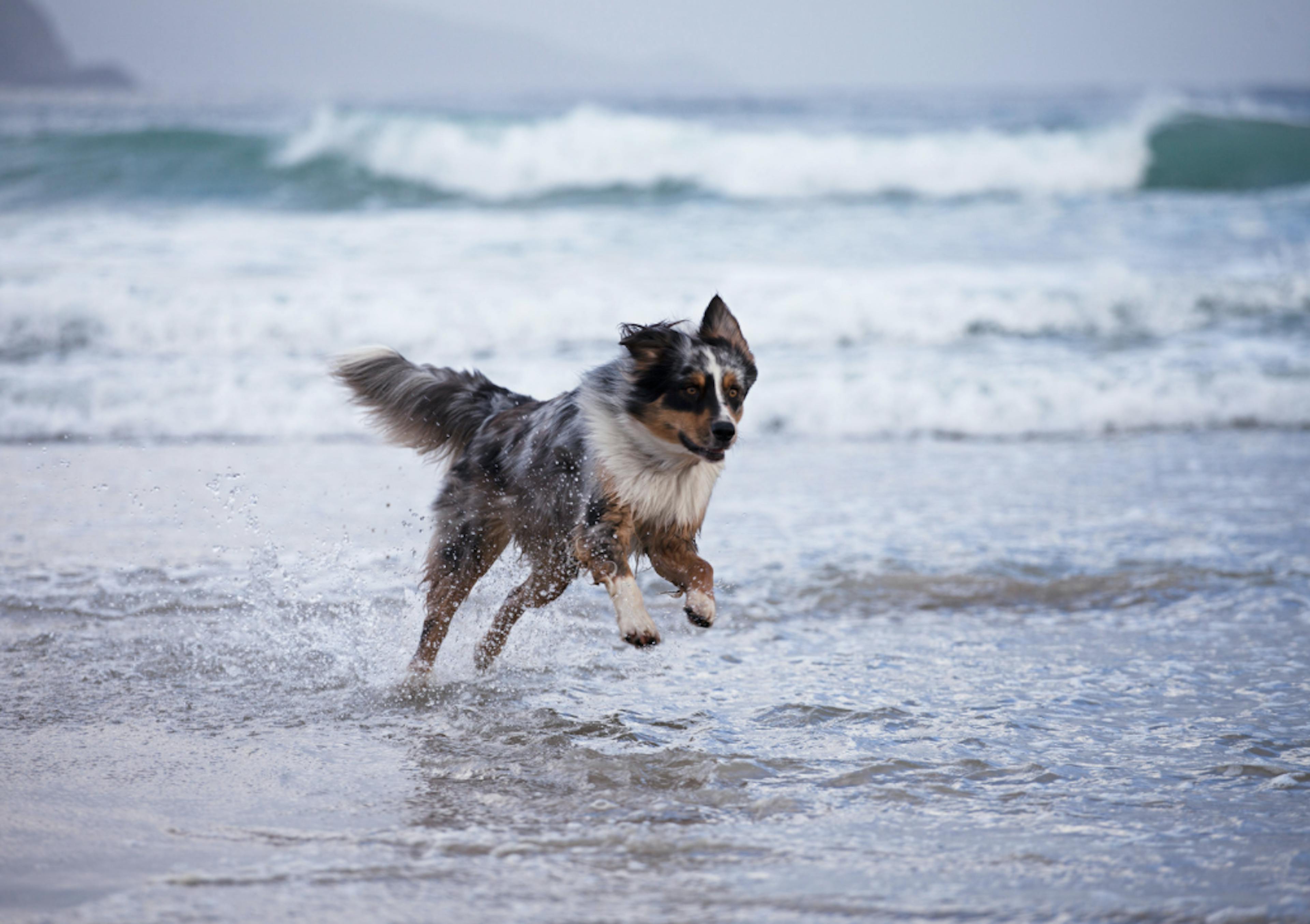 Chien qui court dans l'eau 