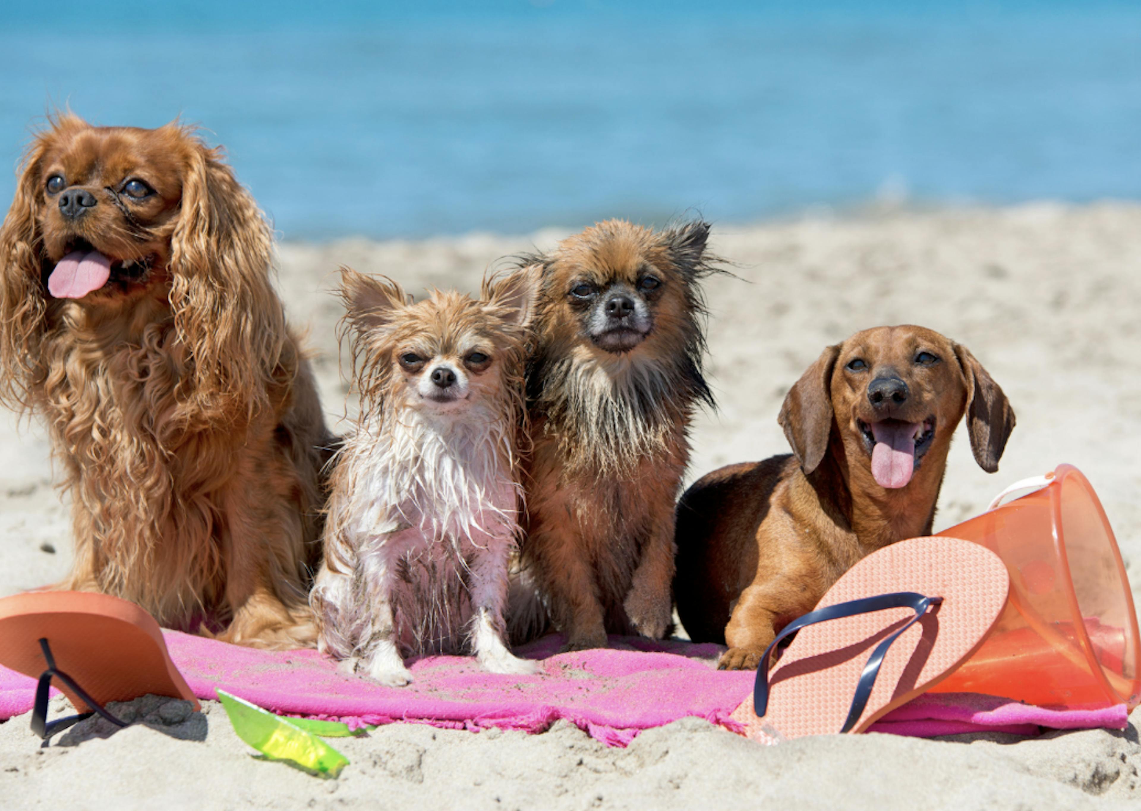 Petits chiens qui posent sur une serviette de plage