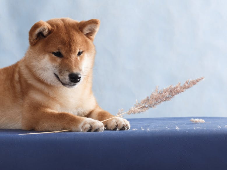 Shiba Inu avec un épillet dans la patte