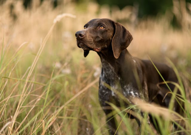 Photo portrait d'un chien dans un champs d'épillets