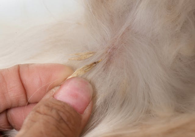 Epillet coincé dans le poil du chien