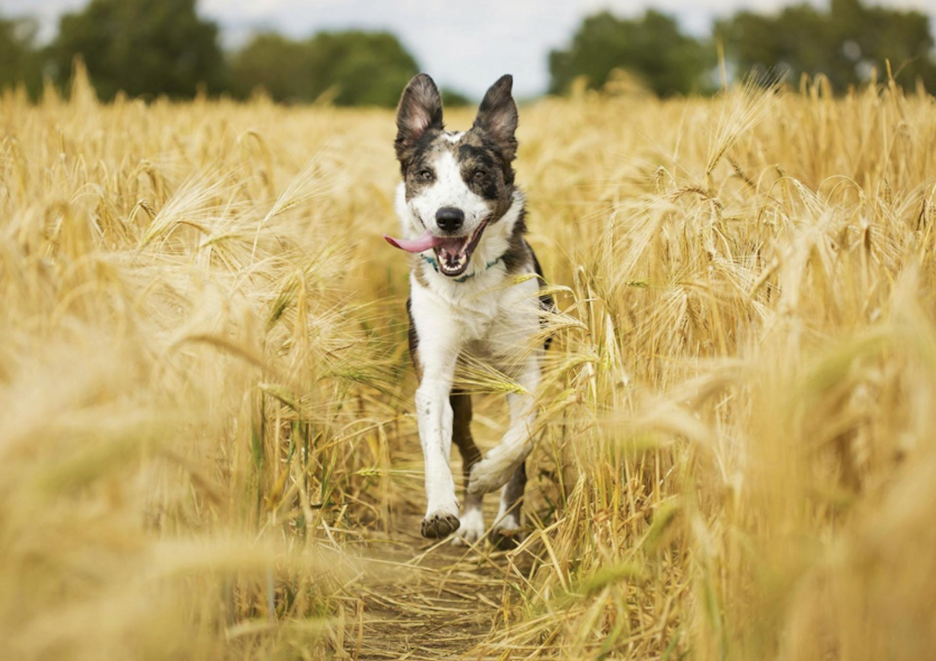 Chien qui court dans un champs d'épillets