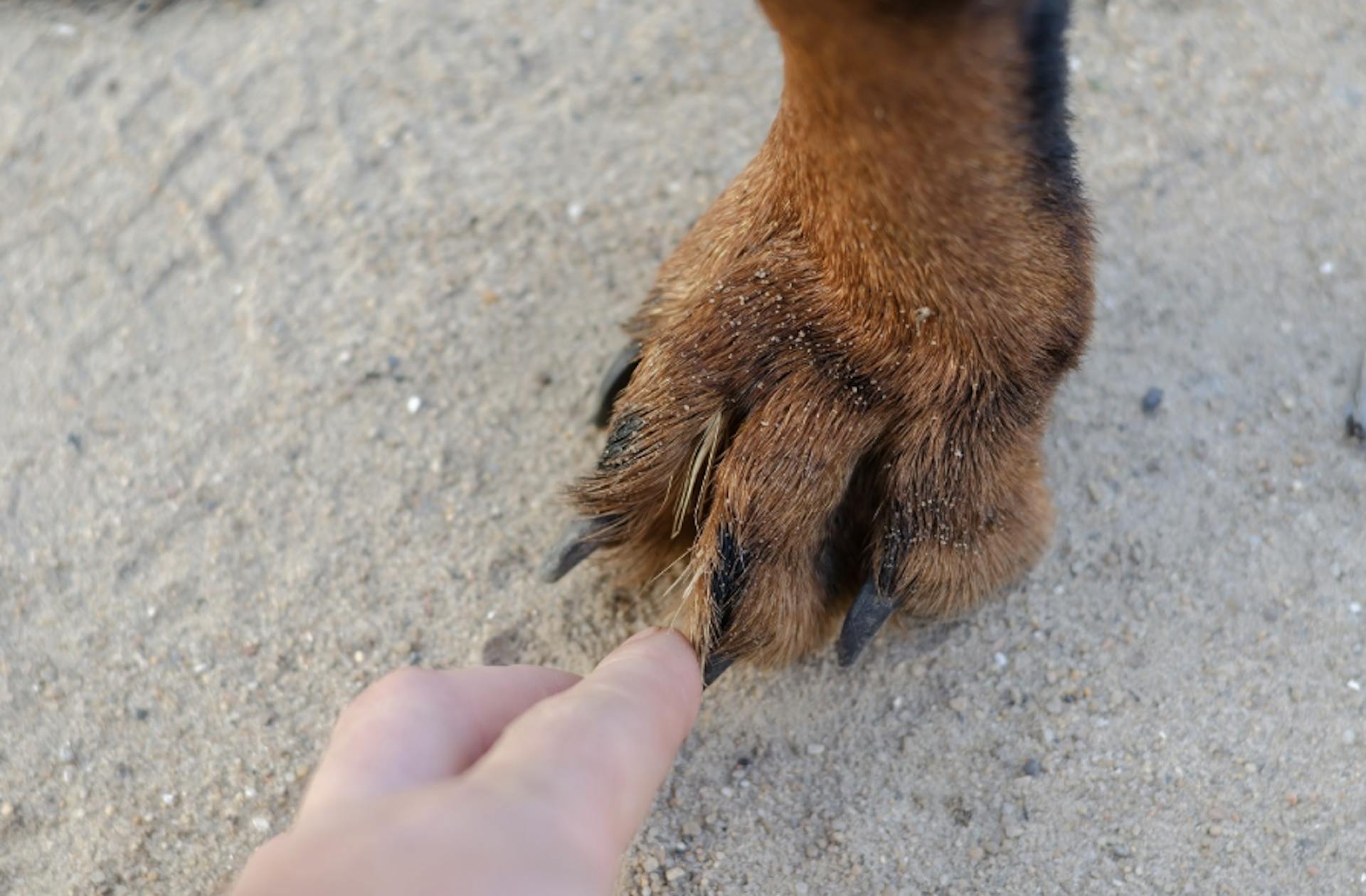 Epillet coincé dans la patte d'un chien